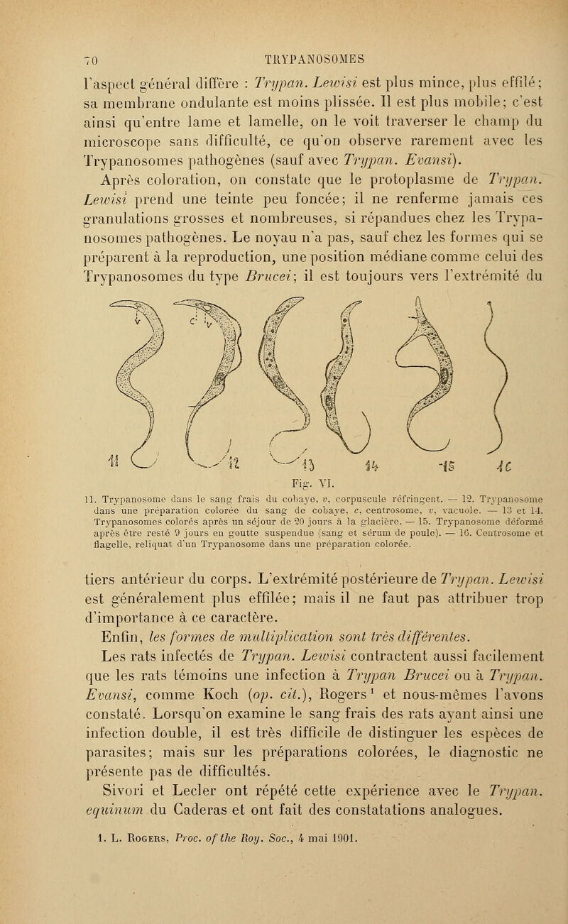 l'aspect général diffère : Trypan. Lewisi est plus mince, plus effilé; sa membrane ondulante est moins plissée. Il est plus mobile; c'est ainsi qu'entre lame et lamelle, on le voit traverser le champ du microscope sans difficulté, ce qu'on observe rarement avec les Trypanosomes pathogènes (sauf avec Trypan. Evansi). Après coloration, on constate que le protoplasme de Trypan. Lewisi prend une teinte peu foncée; il ne renferme jamais ces granulations grosses et nombreuses, si répandues chez les Trypa- nosomes pathogènes. Le noyau n'a pas, sauf chez les formes qui se préparent à la reproduction, une position médiane comme celui des Trypanosomes du type Brucei; il est toujours vers l'extrémité du 11. Trypanosomc dans le sang frais du cobaye, v, corpuscule réfringent. — 12. Trypanosome dans une préparation colorée du sang de cobaye, c, centrosome, », vacuole. — 13 et 14. Trypanosomes colorés après un séjour de 20 jours à la glacière. — 15. Trypanosome déformé après être resté 9 jours en goutte suspendue (sang et sérum de poule). — 16. Centrosome et flagelle, reliquat d'un Trypanosome dans une préparation colorée. tiers antérieur du corps. L'extrémité postérieure de Trypan. Lewisi est généralement plus effilée; mais il ne faut pas attribuer trop d'importance à ce caractère. Enfin, les formes de multiplication so?it très différentes. Les rats infectés de Trypan. Lewisi contractent aussi facilement que les rats témoins une infection à Trypan Brucei ou à Trypan. Evansi, comme Koch {op. cit.), Rogers1 et nous-mêmes l'avons constaté. Lorsqu'on examine le sang frais des rats ayant ainsi une infection double, il est très difficile de distinguer les espèces de parasites; mais sur les préparations colorées, le diagnostic ne présente pas de difficultés. Sivori et Lecler ont répété cette expérience avec le Trypan. equinum du Caderas et ont fait des constatations analogues. 1. L. Rogers, Proc. ofthe Roy. Soc, 4 mai 1901.