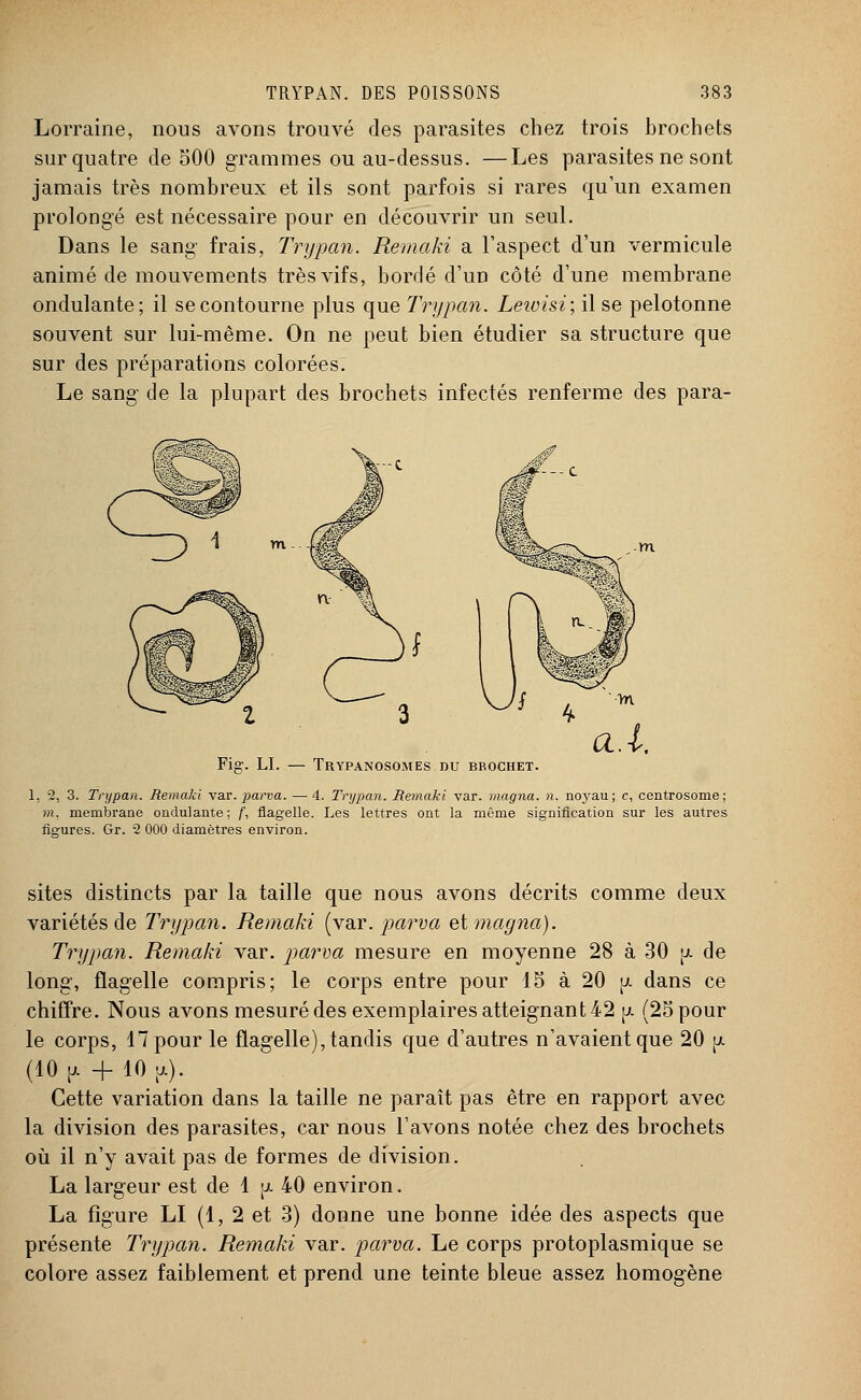 Lorraine, nous avons trouvé des parasites chez trois brochets sur quatre de 500 grammes ou au-dessus. —Les parasites ne sont jamais très nombreux et ils sont parfois si rares qu'un examen prolongé est nécessaire pour en découvrir un seul. Dans le sang' frais, Trypan. Remaki a l'aspect d'un vermicule animé de mouvements très vifs, bordé d'un côté d'une membrane ondulante; il se contourne plus que Trypan. Lewisi', il se pelotonne souvent sur lui-même. On ne peut bien étudier sa structure que sur des préparations colorées. Le sang- de la plupart des brochets infectés renferme des para- Fie. LI. Trypanosomes du brochet. 1, 2, 3. Trypan. Remaki var. parva. ■—4. Trypan. Remaki var. magna, n. noyau; c, centrosome; m, membrane ondulante; f, flagelle. Les lettres ont la même signification sur les autres fleures. Gr. 2 000 diamètres environ. sites distincts par la taille que nous avons décrits comme deux variétés de Trypan. Remaki (var. parva et magna). Trypan. Remaki var. parva mesure en moyenne 28 à 30 [x de long, flagelle compris; le corps entre pour 15 à 20 jx dans ce chiffre. Nous avons mesuré des exemplaires atteignant 42 jx (25 pour le corps, 17 pour le flagelle), tandis que d'autres n'avaient que 20 |x (10 [X + 10 a). Cette variation dans la taille ne paraît pas être en rapport avec la division des parasites, car nous l'avons notée chez des brochets où il n'y avait pas de formes de division. La largeur est de 1 [x 40 environ. La figure LI (1,2 et 3) donne une bonne idée des aspects que présente Trypan. Remaki var. parva. Le corps protoplasmique se colore assez faiblement et prend une teinte bleue assez homogène