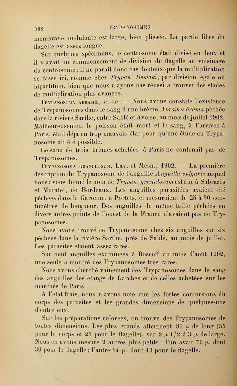 membrane ondulante est large, bien plissée. La partie libre du flagelle est assez longue. Sur quelques spécimens, le centrosome était divisé en deux et il y avait un commencement de division du flagelle au voisinage du centrosome; il ne paraît donc pas douteux que la multiplication se fasse ici, comme chez Trypan. Remaki, par division égale ou bipartition, bien que nous n'ayons pas réussi à trouver des stades de multiplication plus avancés. Trypanosoma abramis, n. sp. — Nous avons constaté l'existence de Trypanosomesdans le sang d'une brème Abramis brama pêchée dans la rivière Sarthe, entre Sablé et Avoise, au mois de juillet 1902. Malheureusement le poisson était mort et le sang, à l'arrivée à Paris, était déjà en trop mauvais état pour qu'une étude du Trypa- nosome ait été possible. Le sang de trois brèmes achetées à Paris ne contenait pas de Trypanosomes. Trypanosoma granulosum, Lav. et Mesn., 1902. — La première description du Trypanosome de l'anguille Anguilla vulgaris auquel nous avons donné le nom de Trijpan. granulosum est due à Sabrazès et Muratet, de Bordeaux. Les anguilles parasitées avaient été pèchées clans la Garonne, à Portets, et mesuraient de 25 à 30 cen- timètres de longueur. Des anguilles de même taille pêchées en divers autres points de l'ouest de la France n'avaient pas de Try- panosomes. Nous avons trouvé ce Trypanosome chez six anguilles sur six pêchées dans la rivière Sarthe, près de Sablé, au mois de juillet. Les parasites étaient assez rares. Sur neuf anguilles examinées à Roscofî au mois d'août 1902, une seule a montré des Trypanosomes très rares. Nous avons cherché vainement des Trypanosomes dans le sang des anguilles des étangs de Garches et de celles achetées sur les marchés de Paris. A l'état frais, nous n'avons noté que les fortes contorsions du corps des parasites et les grandes dimensions de quelques-uns d'entre eux. Sur les préparations colorées, on trouve des Trypanosomes de toutes dimensions. Les plus grands atteignent 80 [a de long (55 pour le corps et 25 pour le flagelle), sur 2 p. 1/2 à3 p. de large. Nous en avons mesuré 2 autres plus petits : l'un avait 70 tu, dont 30 pour le flagelle; l'autre 44 p, dont 13 pour le flagelle.