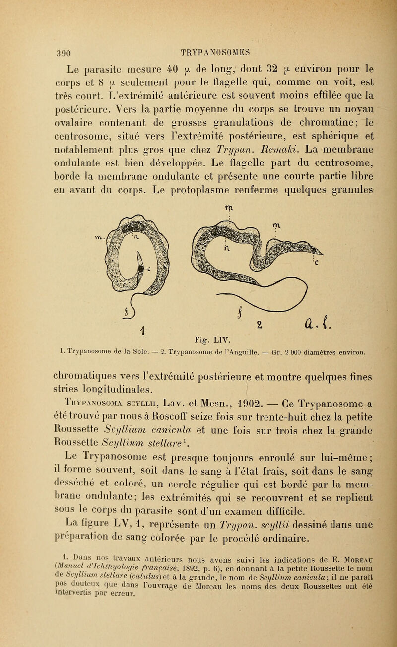 Le parasite mesure 40 pi de long-, dont 32 p. environ pour le corps et 8 pi seulement pour le flagelle qui, comme on voit, est très court. L'extrémité antérieure est souvent moins effilée que la postérieure. Vers la partie moyenne du corps se trouve un noyau ovalaire contenant de grosses granulations de chromatine; le centrosome, situé vers l'extrémité postérieure, est sphérique et notablement plus gros que chez Trypan. Remaki. La membrane ondulante est bien développée. Le flagelle part du centrosome, borde la membrane ondulante et présente une courte partie libre en avant du corps. Le protoplasme renferme quelques granules A Fig. L1V. 1. Trypanosome de la Sole. — 2. Trypanosome de l'Anguille. — Gr. 2 000 diamètres environ. chromatiques vers l'extrémité postérieure et montre quelques fines stries longitudinales. Trypanosoma scyllii, Lav. et Mesn., 1902. — Ce Trypanosome a été trouvé par nous à Roscoff seize fois sur trente-huit chez la petite Roussette Scyllium canicula et une fois sur trois chez la grande Roussette Scyllium stellare1. Le Trypanosome est presque toujours enroulé sur lui-même; il forme souvent, soit dans le sang à l'état frais, soit dans le sang desséché et coloré, un cercle régulier qui est bordé par la mem- brane ondulante; les extrémités qui se recouvrent et se replient sous le corps du parasite sont d'un examen difficile. La figure LV, 1, représente un Trypan. scyllii dessiné dans une préparation de sang colorée par le procédé ordinaire. 1. Dans^ nos travaux antérieurs nous avons suivi les indications de E. Moreau [Manuel' d'Ichthyologie française, 1892, p. 6), en donnant à la petite Roussette le nom de Scyllium stellare (catulas) et à la grande, le nom de Scyllium canicula; il ne paraît pas douteux que dans l'ouvrage de Moreau les noms des deux Roussettes ont été intervertis par erreur.