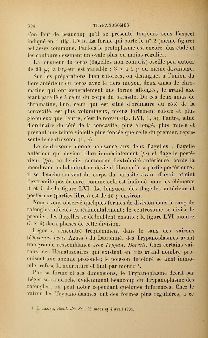 s'en faut de beaucoup qu'il se présente toujours sous l'aspect indiqué en 1 (fig. LVI). La forme qui porte le n° 2 (même figure) est assez commune. Parfois le protoplasme est encore plus étalé et les contours dessinent un ovale plus ou moins régulier. La longueur du corps (flagelles non compris) oscille peu autour de 20 [à; la largeur est variable : 3 pi à 4 p. ou même davantage. Sur les préparations bien colorées, on distingue, à l'union du tiers antérieur du corps avec le tiers moyen, deux amas de chro- matine qui ont généralement une forme allongée, le grand axe étant parallèle à celui du corps du parasite. De ces deux amas de chromatine, l'un, celui qui est situé d'ordinaire du côté de la convexité, est plus volumineux, moins fortement coloré et plus globuleux que l'autre, c'est le noyau (fig. LYI, 1, n); l'autre, situé d'ordinaire du côté de la concavité, plus allongé, plus mince et prenant une teinte violette plus foncée que celle du premier, repré- sente le centrosome (1, c). Le centrosome donne naissance aux deux flagelles : flagelle antérieur qui devient libre immédiatement [fa) et flagelle posté- rieur (fp); ce dernier contourne l'extrémité antérieure, borde la membrane ondulante et ne devient libre qu'à la partie postérieure ; il se détache souvent du corps du parasite avant d'avoir atteint l'extrémité postérieure, comme cela est indiqué pour les éléments 3 et 5 de la figure LVI. La longueur des flagelles antérieur et postérieur (parties libres) est de 15 pi. environ. Nous avons observé quelques formes de division dans le sang de rotengles infectés expérimentalement; le centrosome se divise le premier, les flagelles se dédoublent ensuite; la figure LVI montre (3 et 4) deux phases de cette division. Léger a rencontré fréquemment dans le sang des vairons (Phoxinus Isevis Agass.) du Dauphiné, des Trypanoplasmes ayant une grande ressemblance avec Trypan. Borreli. Chez certains vai- rons, ces Hématozoaires qui existent en très grand nombre pro- duisent une anémie profonde; le poisson décoloré se tient immo- bile, refuse la nourriture et finit par mourir i. Par sa forme et ses dimensions, le Trypanoplasme décrit par Léger se rapproche évidemment beaucoup du Trypanoplasme des rotengles; on peut noter cependant quelques différences. Chez le vairon les Trypanoplasmes ont des formes plus régulières, à ce 1. L. Léger, Acad. des Se, 28 mars et 4 avril 1904.