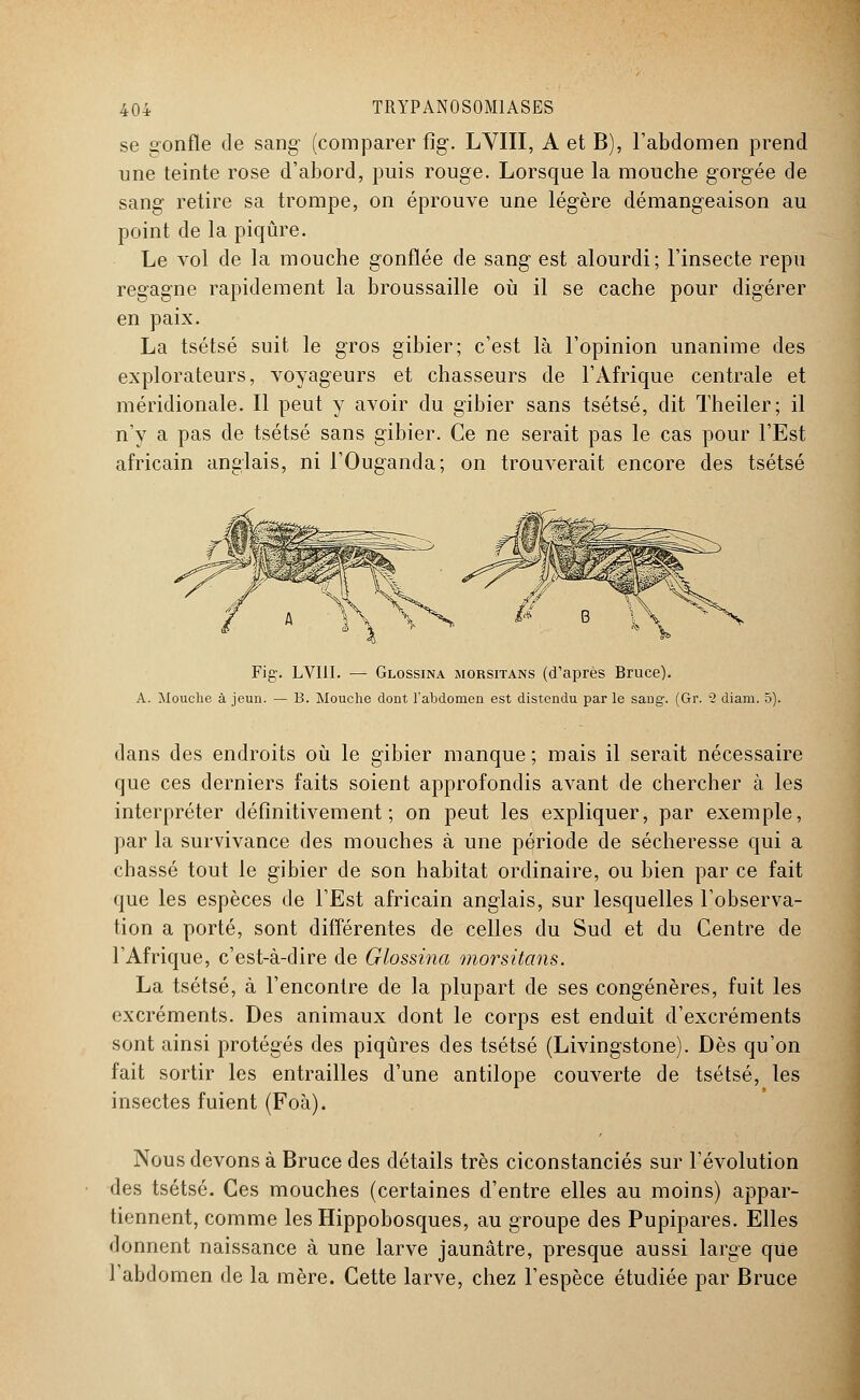 se gonfle de sang' (comparer fîg. LVIII, A et B), l'abdomen prend une teinte rose d'abord, puis rouge. Lorsque la mouche gorgée de sang retire sa trompe, on éprouve une légère démangeaison au point de la piqûre. Le vol de la mouche gonflée de sang est alourdi; l'insecte repu regagne rapidement la broussaille où il se cache pour digérer en paix. La tsétsé suit le gros gibier; c'est là l'opinion unanime des explorateurs, voyageurs et chasseurs de l'Afrique centrale et méridionale. Il peut y avoir du gibier sans tsétsé, dit Theiler; il n'y a pas de tsétsé sans gibier. Ce ne serait pas le cas pour l'Est africain anglais, ni l'Ouganda; on trouverait encore des tsétsé Fig. LVIII. — Glossina morsitans (d'après Bruce). A. Mouche à jeun. — B. Mouche dont l'abdomen est distendu par le sang. (Gr. 2 diam. 5). dans des endroits où le gibier manque; mais il serait nécessaire que ces derniers faits soient approfondis avant de chercher à les interpréter définitivement; on peut les expliquer, par exemple, par la survivance des mouches à une période de sécheresse qui a chassé tout le gibier de son habitat ordinaire, ou bien par ce fait que les espèces de l'Est africain anglais, sur lesquelles l'observa- tion a porté, sont différentes de celles du Sud et du Centre de l'Afrique, c'est-à-dire de Glossina morsitans. La tsétsé, à l'encontre de la plupart de ses congénères, fuit les excréments. Des animaux dont le corps est enduit d'excréments sont ainsi protégés des piqûres des tsétsé (Livingstone). Dès qu'on fait sortir les entrailles d'une antilope couverte de tsétsé, les insectes fuient (Foà). Nous devons à Bruce des détails très ciconstanciés sur l'évolution des tsétsé. Ces mouches (certaines d'entre elles au moins) appar- tiennent, comme lesHippobosques, au groupe des Pupipares. Elles donnent naissance à une larve jaunâtre, presque aussi large que l'abdomen de la mère. Cette larve, chez l'espèce étudiée par Bruce