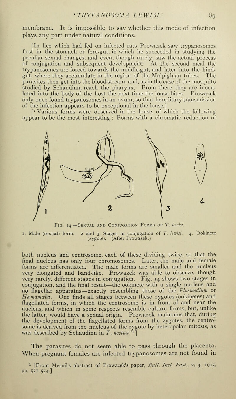 membrane. It is impossible to say whether this mode of infection plays any part under natural conditions. [In lice which had fed on infected rats Prowazek saw trypanosomes first in the stomach or fore-gut, in which he succeeded in studying the peculiar sexual changes, and even, though rarely, saw the actual process of conjugation and subsequent development. At the second meal the trypanosomes are forced towards the middle-gut, and later into the hind- gut, where they accumulate in the region of the Malpighian tubes. The parasites then get into the blood-stream, and, as in the case of the mosquito studied by Schaudinn, reach the pharynx. From there they are inocu- lated into the body of the host the next time the louse bites. Prowazek only once found trypanosomes in an ovum, so that hereditary transmission of the infection appears to be exceptional in the louse.] [' Various forms were observed in the louse, of which the following appear to be the most interesting : Forms with a chromatic reduction of Fig. 14.—Sexual and Conjugation Forms of T. lewisi. 1. Male (sexual) form. 2 and 3. Stages in conjugation of T. lewisi. 4. (zygote). (After Prowazek.) Ookinete both nucleus and centrosome, each of these dividing twice, so that the final nucleus has only four chromosomes. Later, the male and female forms are differentiated. The male forms are smaller and the nucleus very elongated and band-like. Prowazek was able to observe, though very rarely, different stages in conjugation. Fig. 14 shows two stages in conjugation, and the final result—the ookinete with a single nucleus and no flagellar apparatus—exactly resembling those of the Plasmodium or Hœmamœha. One finds all stages between these zygotes (ookinetes) and flagellated forms, in which the centrosome is in front of and near the nucleus, and which in some respects resemble culture forms, but, unlike the latter, would have a sexual origin. Prowazek maintains that, during the development of the flagellated forms from the zygotes, the centro- some is derived from the nucleus of the zygote by heteropolar mitosis, as was described by Schaudinn in T. noctuœ.'1] The parasites do not seem able to pass through the placenta. When pregnant females are infected trypanosomes are not found in 1 [From MesniPs abstract of Prowazek's paper, Bull. Inst. Past., v. 3, 1905, PP- 55I-554-]