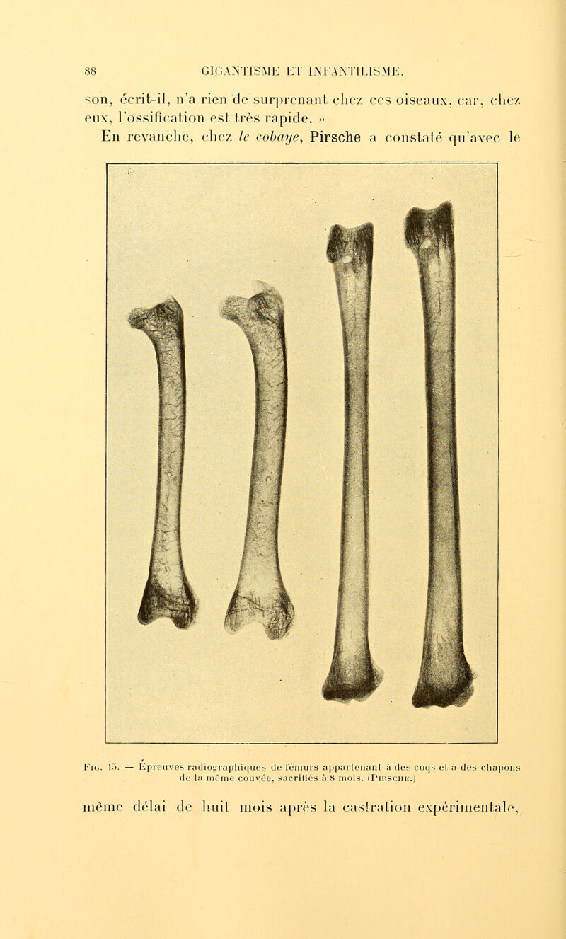 son, écrit-il, n'a rien de surprenant chez ces oiseaux, car, chez eux, l'ossification est très rapide. » En revanche, chez le cobaye^ Pirsche a constaté qu'avec le FiG. lo. — Épreuves racliographiques de fémurs appartenant à des coqs et à des chapons de la même couvée, sacriliés à 8 mois. (Pirsche.) même délai de huit mois après la castration expérimentale.