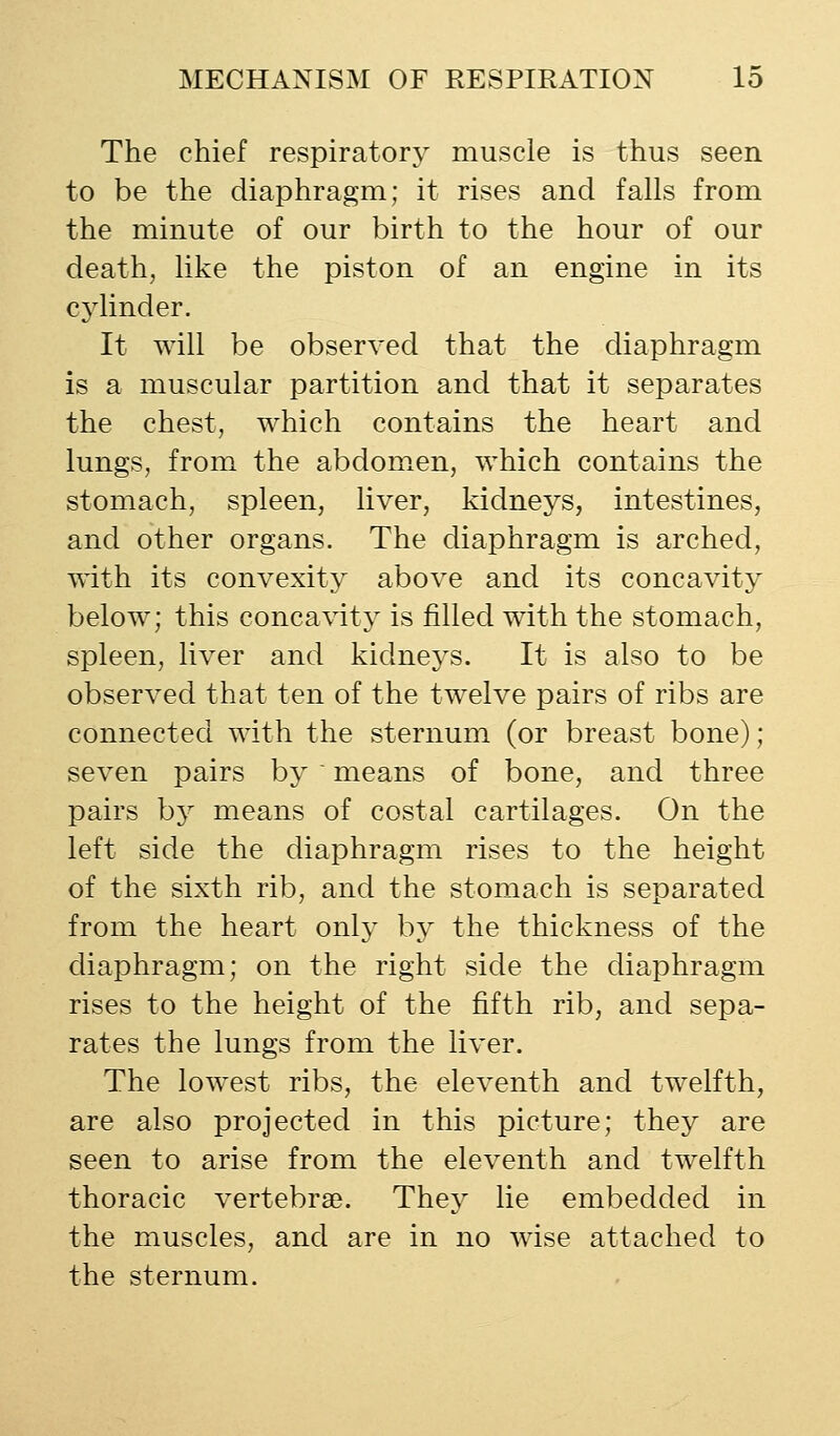 The chief respiratory muscle is thus seen to be the diaphragm; it rises and falls from the minute of our birth to the hour of our death, like the piston of an engine in its cjdinder. It will be observed that the diaphragm is a muscular partition and that it separates the chest, which contains the heart and lungs, from the abdomen, which contains the stomach, spleen, liver, kidneys, intestines, and other organs. The diaphragm is arched, with its convexity above and its concavity below; this concavity is filled with the stomach, spleen, liver and kidneys. It is also to be observed that ten of the twelve pairs of ribs are connected with the sternum (or breast bone); seven pairs by ' means of bone, and three pairs by means of costal cartilages. On the left side the diaphragm rises to the height of the sixth rib, and the stomach is separated from the heart only by the thickness of the diaphragm; on the right side the diaphragm rises to the height of the fifth rib, and sepa- rates the lungs from the liver. The lowest ribs, the eleventh and twelfth, are also projected in this picture; they are seen to arise from the eleventh and twelfth thoracic vertebrae. They lie embedded in the muscles, and are in no wise attached to the sternum.