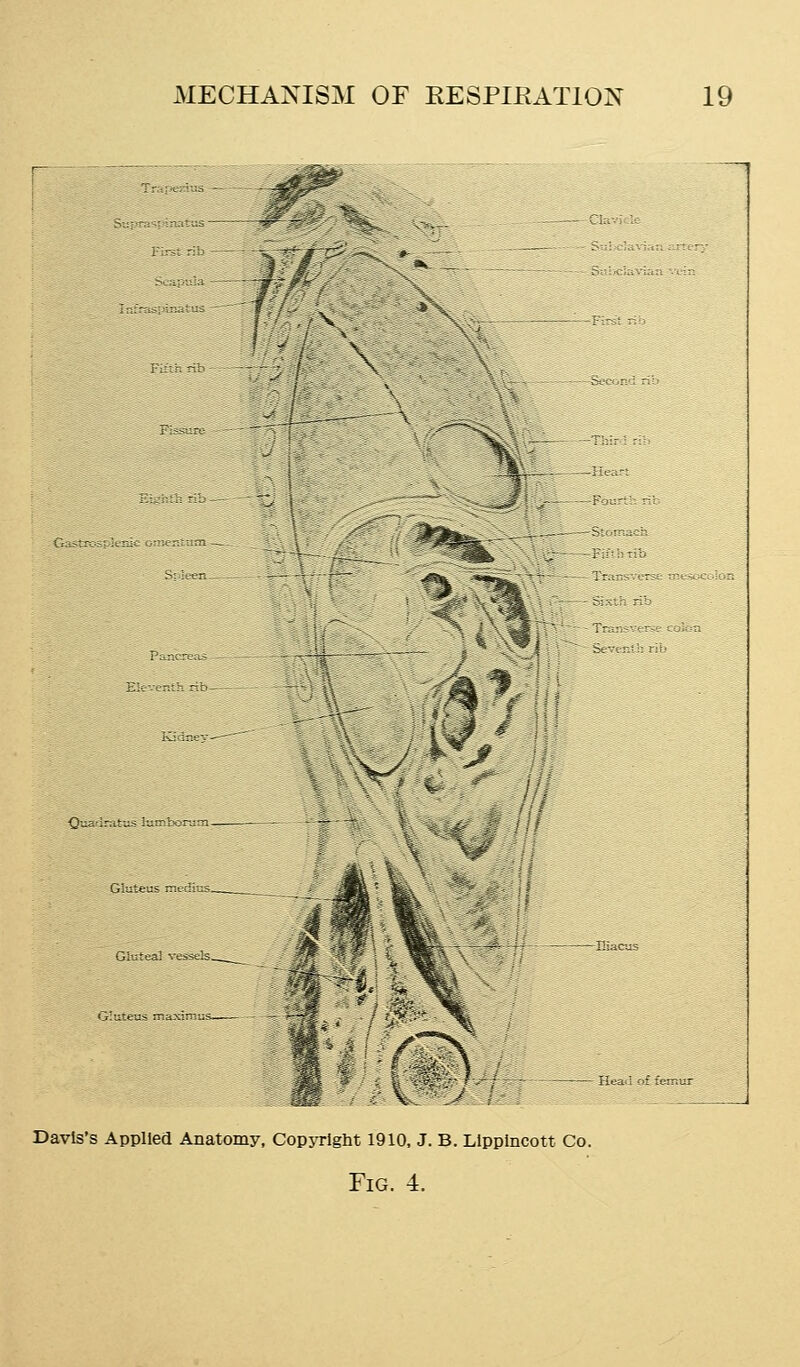 <3aadr;ituslumhon3m. o;tir.et!s maximus- i f Davis's Applied Anatomy, CopjTlght 1910, J. B. Llpplncott Co. Fig. 4.