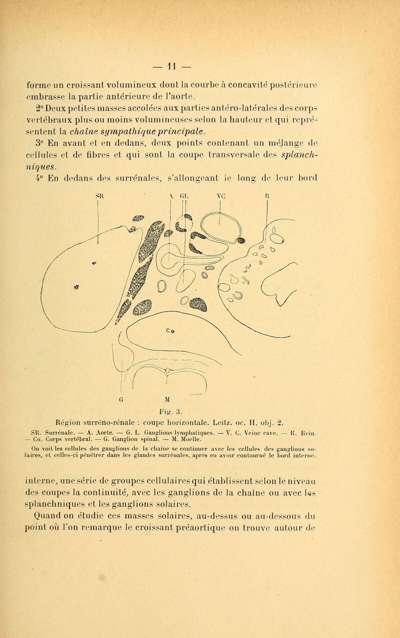 forme im croissant volumineux dont la courbe à concavité postérieure embrasse la partie antérieure de l'aorte. 2° Deux petites masses accolées aux parties antéro-latérales des corps vertébraux plus ou moins volumineuses selon la hauteur et qui repi'é- sentent la chaîne sympathique principale. 3° En avant et en dedans, deux points contenant un méjange de cellules et de fibres et qui sont la coupe transversale des splanch- niques. ¥ En dedans des surrénales, s'allongeant le long de leur bord \ r.L G M Fi-. 3. Région surréilo-rénale : coupe horizontale. Leitz. oc. II. obj. 2. SR. Surrénale. — A. Aorte. — G. L. Ganglions lymphaliques. — V. C. Veine cave. — R. Rein. — Co. Corps vertébral. — G. Ganglion spinal. — M. Moelle. On voit les cellules des ganglions de la chaîne se continuer avec les cellules des ganjlions so- laires, et celles-ci pénétrer dans les glandes surrénales, après en avoir contourné le bord interne. interne, une série de groupes cellulaires qui établissent selon le niveau des coupes la continuité, avec les ganglions de la chaîne ou avec l«s splanchniques et les ganglions solaires. Quand on étudie ces masses solaires, au-dessus ou au-dessous du point où l'on remarque le croissant préaortique on trouve autour de