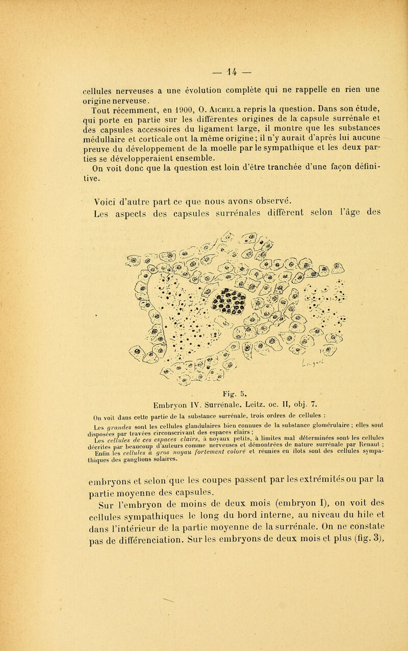 cellules nerveuses a une évolution complète qui ne rappelle en rien une origine nerveuse. Tout récemment, en 1900, 0. AiCHKLa repris la question. Dans son étude, qui porte en partie sur les différentes origines de la capsule surrénale et des capsules accessoires du ligament large, il montre que les substances médullaire et corticale ont la même origine ; il n'y aurait d'après lui aucune preuve du développement de la moelle par le sympathique et les deux par- ties se développeraient ensemble. On voit donc que la question est loin d'être tranchée d'une façon défini- tive. Voici d'autre part ce que nous avons observé. Les aspects des capsules surrénales diffèrent selon l'âge des Fig. 5. Embryon IV. Surrénale. Leitz. oc. II, obj. 7. On voit dans cette partie de la substance surrénale, trois ordres de cellules : Les grandes sont les cellules glandulaires bien connues de la substance glomérulaire ; elles sont disposées par travées circonscrivant des espaces clairs ; _ ,,,.., Les cellules de ces espaces clairs, à noyaux petits, a limites mal déterminées sonb les cellules décrites par beaucoup d'auteurs comme nerveuses et démontrées de nature surrénale par Renaut ; Enfin les cellules à gros noyau fortement coloré et réunies en îlots sont des cellules sympa- thiques des ganglions solaires. embryons et selon'que les coupes passent par les extrémités ou par la partie moyenne des capsules. Sur l'embryon de moins de deux mois (embryon I), on voit des cellules sympathiques le long du bord interne, au niveau du bile et dans l'intérieur de la partie moyenne de la surrénale. On ne constate pas de différenciation. Sur les embryons de deux mois et plus (fig. 3),