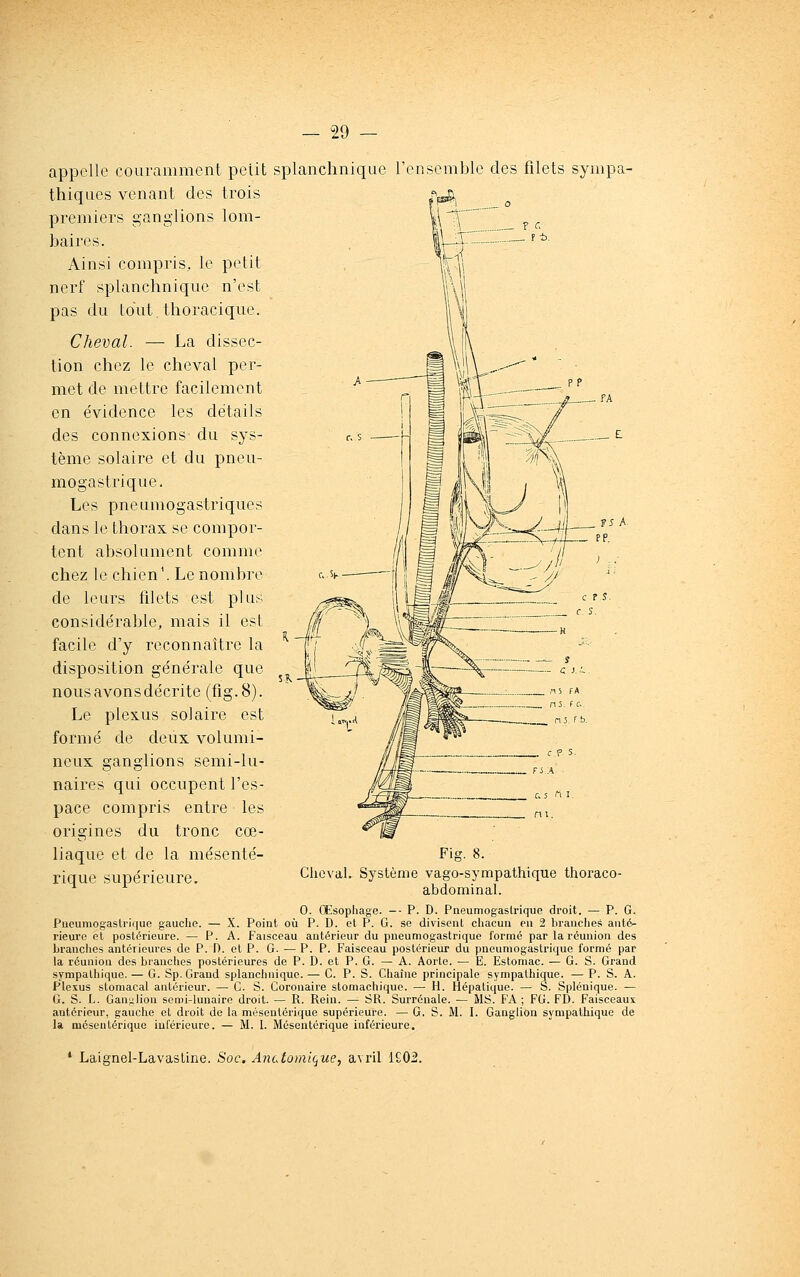 appelle couramment petit splanchnique l'ensemble des filets sympa- thiques venant des trois premiers ganglions lom- baires. Ainsi compris, le petit nerf splanchnique n'est pas du Idut thoracique. Cheval. — La dissec- tion chez le cheval per- met de mettre facilement en e'vidence les détails des connexions du sys- tème solaire et du pneu- mogastrique. Les pneumogastriques dans le thorax se compor- tent absolument comme chez le chien'. Le nombre de leurs filets est plus considérable, mais il est facile d'y reconnaître la disposition générale que nous avons décrite (fig.8). Le plexus solaire est formé de deux volumi- neux ganglions semi-lu- naires qui occupent l'es- pace compris entre les origines du tronc cœ- liaque et de la mésenté- rique supérieure. Cheval. Système vago-sympathique thoraco- abdominal. 0. Œsophage. —- P. D. Pneumogastrique droit. — P. G. Pueumogaslriquc gauche. — X. Point où P. D. et P. G. se divisent chacun en 2 branches anté- rieure et postérieure. — P. A. Faisceau antérieur du pneumogastrique formé par la réunion des branches antérieures de P. D. et P. G. — P. P. Faisceau postérieur du pneumogastrique formé par la réunion des branches postérieures de P. D. et P. G. — A. Aorte. — E. Estomac. — G. S. Grand sympathique. — G. Sp. Grand splanchnique. — G. P. S. Chaîne principale sympathique. — P. S. A. Plexus stomacal antérieur. — G. S. Coronaire stomachique. — H. Hépatique. — S. Splénique. — G. S. L. Ganglion semi-lunaire droit. — R. Rein. — SR. Surrénale. — MS. FA ; FG. FD. Faisceaux antérieur, gauche et dioit de la mésentérique supérieure. — G, S. M. I. Ganglion sympathique de la mésentérique inférieure. — M. 1. Mésentérique inférieure. * Laignel-LavasLine. Soc. Anatomique, avril 1Ê02.