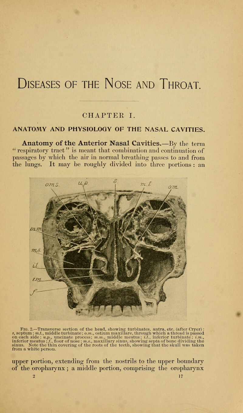 Diseases of the Nose and Throat. CHAPTER I. ANATOMY AND PHYSIOLOGY OF THE NASAL CAVITIES. Anatomy of the Anterior Nasal Cavities.—By the term  respiratory tract is meant that combination and continuation of passages by which the air in normal breathing passes to and from the lungs. It may be roughly divided into three portions : an Fig. 2.—Transverse section of the head, showing turbinates, antra, etc. (after Cryer): s, septum ; m.L, middle turbinate; o.m., ostium maxillare, through which a thread is passed on each side; u.p., uncinate process; m.m., middle meatus; i7t., inferior turbinate; i.m., inferior meatus ;/., floor of nose ; m.s., maxillary sinus, showing septa of bone dividing the sinus. Note the thin covering of the roots of the teeth, showing that the skull was taken from a white person. upper portion, extending from the nostrils to the upper boundary of the oropharynx; a middle portion, comprising the oropharynx