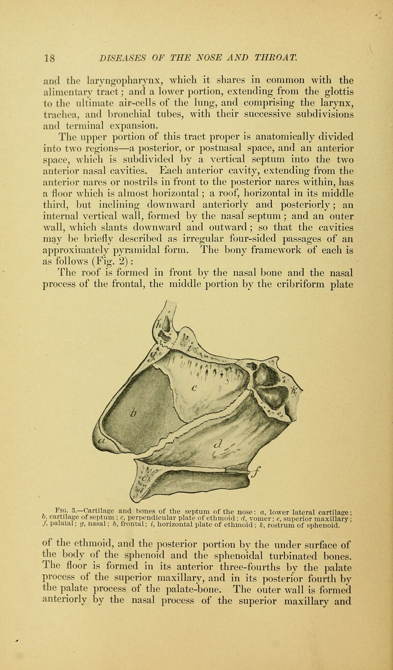 and the laryngopharynx, which it shares in common with the alimentary tract; and a lower portion, extending from the glottis to the ultimate air-cells of the lung, and comprising the larynx, trachea, and bronchial tubes, with their successive subdivisions and terminal expansion. The upper portion of this tract proper is anatomically divided into two regions—a posterior, or postnasal space, and an anterior space, which is subdivided by a vertical septum into the two anterior nasal cavities. Each anterior cavity, extending from the anterior nares or nostrils in front to the posterior nares within, has a floor which is almost horizontal; a roof, horizontal in its middle third, but inclining downward anteriorly and posteriorly; an internal vertical wall, formed by the nasal septum; and an outer wall, which slants downward and outward; so that the cavities maty be briefly described as irregular four-sided passages of an approximately pyramidal form. The bony framework of each is as follows (Fig. 2): The roof is formed in front by the nasal bone and the nasal process of the frontal, the middle portion by the cribriform plate Fig. 3—Cartilage and bones of the septum of the nose: a, lower lateral cartilage; b, cartilage of septum ; c, perpendicular plate of ethmoid ; d, vomer; c, superior maxillary; J, palatal; g, nasal; h, frontal; i, horizontal plate of ethmoid ; k, rostrum of sphenoid. of the ethmoid, and the posterior portion by the under surface of the body of the sphenoid and the sphenoidal turbinated bones. The floor is formed in its anterior three-fourths by the palate process of the superior maxillary, and in its posterior fourth by the palate process of the palate-bone. The outer wall is formed anteriorly by the nasal process of the superior maxillary and