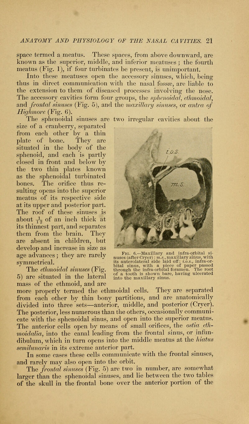 space termed a meatus. These spaces, from above downward, are known as the superior, middle, and inferior meatuses ; the fourth meatus (Fig. 1), if four turbinates be present, is unimportant. Into these meatuses open the accessory sinuses, which, being thus in direct communication with the nasal fossse, are liable to the extension to them of diseased processes involving the nose. The accessory cavities form four groups, the sphenoidal, ethmoidal, and frontal sinuses (Fig. 5), and the maxillary sinuses, or antra of Highmoi'e (Fig. 6). The sphenoidal sinuses are two irregular cavities about the size of a cranberry, separated from each other by a thin plate of bone. They are situated in the body of the sphenoid, and each is partly closed in front and below by the two thin plates known as the sphenoidal turbinated bones. The orifice thus re- sulting opens into the superior meatus of its respective side at its upper and posterior part. The roof of these sinuses is about y1^ of an inch thick at its thinnest part, and separates them from the brain. They are absent in children, but develop and increase in size as age advances; they are rarely symmetrical. The ethmoidal sinuses (Fig. 5) are situated in the lateral mass of the ethmoid, and are more properly termed the ethmoidal cells. They are separated from each other by thin bony partitions, and are anatomically divided into three sets—anterior, middle, and posterior (Cryer). The posterior, less numerous than the others, occasionally communi- cate with the sphenoidal sinus, and open into the superior meatus. The anterior cells open by means of small orifices, the ostia eth- moidalia, into the canal leading from the frontal sinus, or infun- dibulum, which in turn opens into the middle meatus at the hiatus semilunaris in its extreme anterior part. In some cases these cells communicate with the frontal sinuses, and rarely may also open into the orbit. The frontal sinuses (Fig. 5) are two in number, are somewhat larger than the sphenoidal sinuses, and lie between the two tables of the skull in the frontal bone over the anterior portion of the Fig. 6.—Maxillary and infra-orbital si- nuses (after Cryer): m.s., maxillary sinus, with its anterolateral side laid off; i.o.s., infra-or- bital sinus, with a piece of paper passed through the infra-orbital foramen. The root of a tooth is shown bare, having ulcerated into the maxillary sinus.