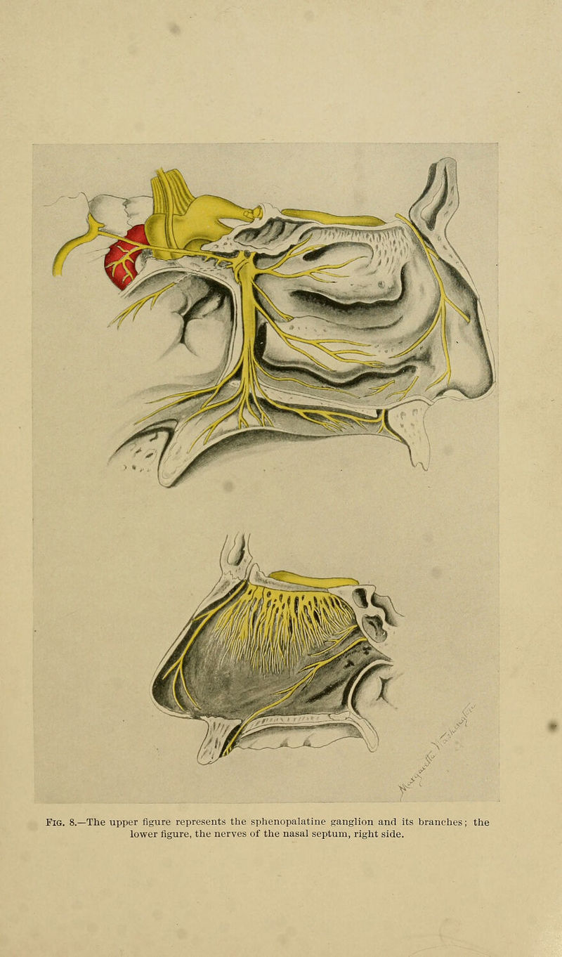Fig. 8.—The upper figure represents the sphenopalatine ganglion and its branches; the lower figure, the nerves of the nasal septum, right side.