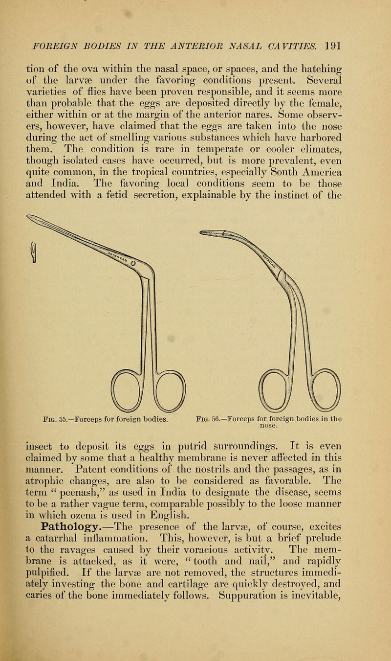 tion of the ova within the nasal space, or spaces, and the hatching of the larvae under the favoring conditions present. Several varieties of flies have been proven responsible, and it seems more than probable that the eggs are deposited directly by the female, either within or at the margin of the anterior nares. Some observ- ers, however, have claimed that the eggs are taken into the nose during the act of smelling various substances which have harbored them. The condition is rare in temperate or cooler climates, though isolated cases have occurred, but is more prevalent, even quite common, in the tropical countries, especially South America and India. The favoring local conditions seem to be those attended with a fetid secretion, explainable by the instinct of the Fig. 55.—Forceps for foreign bodies. Fig. 56. -Forceps for foreign bodies in the nose. insect to deposit its eggs in putrid surroundings. It is even claimed by some that a healthy membrane is never affected in this manner. Patent conditions of the nostrils and the passages, as in atrophic changes, are also to be considered as favorable. The term  peenash, as used in India to designate the disease, seems to be a rather vague term, comparable possibly to the loose manner in which ozena is used in English. Pathology.—The presence of the larvae, of course, excites a catarrhal inflammation. This, however, is but a brief prelude to the ravages caused by their voracious activity. The mem- brane is attacked, as it were, tooth and nail, and rapidly pulpified. If the larva? are not removed, the structures immedi- ately investing the bone and cartilage are quickly destroyed, and caries of the bone immediately follows. Suppuration is inevitable,