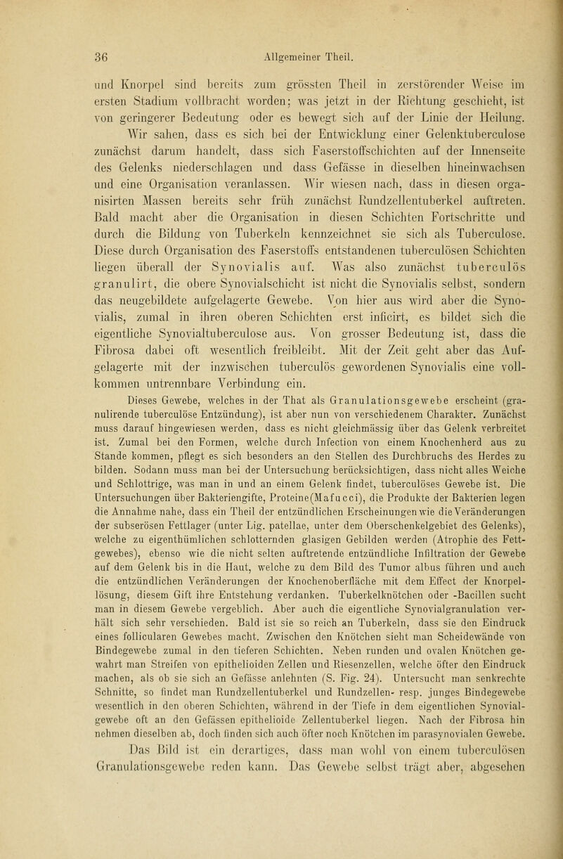 und Knorpel sind bereits zum grössten Theil in zerstörender Weise im ersten Stadium vollbracht worden; was jetzt in der Richtung geschieht, ist von geringerer Bedeutung oder es bewegt sich auf der Linie der Heilung. Wir sahen, dass es sich bei der Entwicklung einer Gelenktuberculose zunächst darum handelt, dass sich Faserstoffschichten auf der Innenseite des Gelenks niederschlagen und dass Gefässe in dieselben hineinwachsen und eine Organisation veranlassen. Wir wiesen nach, dass in diesen orga- nisirten Massen bereits sehr früh zunächst Rundzellentuberkel auftreten. Bald macht aber die Organisation in diesen Schichten Fortschritte und durch die Bildung von Tuberkeln kennzeichnet sie sich als Tuberculose. Diese durch Organisation des Faserstoffs entstandenen tuberculösen Schichten liegen überall der Synovialis auf. Was also zunächst tuberculös granulirt, die obere Synovialschicht ist nicht die Synovialis selbst, sondern das neugebildete aufgelagerte Gewebe. Von hier aus wird aber die Syno- vialis, zumal in ihren oberen Schichten erst inficirt, es bildet sich die eigentliche Synovialtuberculose aus. Von grosser Bedeutung ist, dass die Fibrosa dabei oft wesentlich freibleibt. Mit der Zeit geht aber das Auf- gelagerte mit der inzwischen tuberculös gewordenen Synovialis eine voll- kommen untrennbare Verbindung ein. Dieses Gewebe, welches in der That als Granulationsgewebe erscheint (gra- nulirende tuberculose Entzündung), ist aber nun von verschiedenem Charakter. Zunächst muss darauf hingewiesen werden, dass es nicht gleichmässig über das Gelenk verbreitet ist. Zumal bei den Formen, welche durch Infection von einem Knochenherd aus zu Stande kommen, pflegt es sich besonders an den Stellen des Durchbruchs des Herdes zu bilden. Sodann muss man bei der Untersuchung berücksichtigen, dass nicht alles Weiche und Schlottrige, was man in und an einem Gelenk findet, tuberculöses Gewebe ist. Die Untersuchungen über Bakteriengifte, Proteine(Mafucci), die Produkte der Bakterien legen die Annahme nahe, dass ein Theil der entzündlichen Erscheinungen wie die Veränderungen der subserösen Fettlager (unter Lig. patellae, unter dem Oberschenkelgebiet des Gelenks), welche zu eigenthümlichen schlotternden glasigen Gebilden werden (Atrophie des Fett- gewebes), ebenso wie die nicht selten auftretende entzündliche Infiltration der Gewebe auf dem Gelenk bis in die Haut, welche zu dem Bild des Tumor albus führen und auch die entzündlichen Veränderungen der Knochenoberfläche mit dem Effect der Knorpel- lösung, diesem Gift ihre Entstehung verdanken. Tuberkelknötchen oder -Bacillen sucht man in diesem Gewebe vergeblich. Aber auch die eigentliche Synovialgranulation ver- hält sich sehr verschieden. Bald ist sie so reich an Tuberkeln, dass sie den Eindruck eines follicularen Gewebes macht. Zwischen den Knötchen sieht man Scheidewände von Bindegewebe zumal in den tieferen Schichten. Neben runden und ovalen Knötchen ge- wahrt man Streifen von epithelioiden Zellen und Riesenzellen, welche öfter den Eindruck machen, als ob sie sich an Gefässe anlehnten (S. Fig. 24). Untersucht man senkrechte Schnitte, so findet man Rundzellentuberkel und Rundzellen- resp. junges Bindegewebe wesentlich in den oberen Schichten, während in der Tiefe in dem eigentlichen Synovial- gewebe oft an den Gefässen cpithelioido Zellentuberkel liegen. Nach der Fibrosa hin nehmen dieselben ab, doch finden sich auch öfter noch Knötchen im parasynovialen Gewebe. Das Bild ist ein derartiges, dass man wohl von einem tuberculösen Granulationsgewebe reden kann. Das Gewebe selbst trägt aber, abgesehen