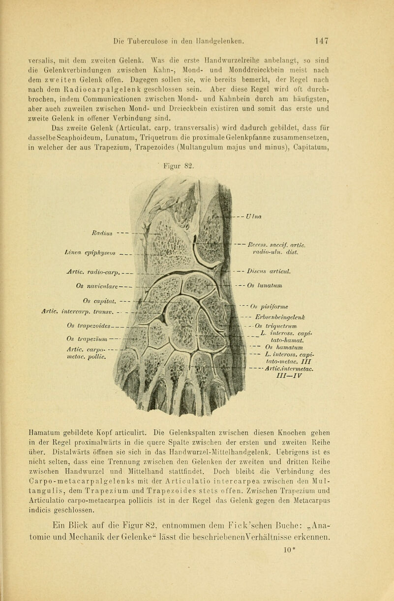versalis, mit dein zweiten Gelenk. Was die erste llandwurzolreihc anbelangt, so sind die Gelenkverbindungen zwischen Kahn-, Mond- und Monddreieckbein meist nach dem zweiten Gelenk offen. Dagegen sollen sie, wie bereits bemerkt, der Kegel nach nach dem Kadiocarpalgelenk geschlossen sein. Aber diese Kegel wird oft durch- brochen, indem Communicationen zwischen Mond- und Kahnbein durch am häufigsten, aber auch zuweilen zwischen Mond- und Dreieckbein existiren und somit das erste und zweite Gelenk in oll'ener Verbindung sind. Das zweite Gelenk (Articulat. carp. transversalis) wird dadurch gebildet, dass für dasselbe Scaphoideum, Lunatum, Triquetrum die proximale Gelenkpfanne zusammensetzen, in welcher der aus Trapezium, Trapezoides (Multangulum majus und minus), Capitatum, ' Figur 82. Radius Linea, epiphyseos Arlic. radio-carp. Os naviculare Os capitat. Arlic. inlercarp. transv. -■ - Os trapezoides Os trapezium 1 Artic. carpo- ß^ metac. pollic. U Iri/x Recess. saccif. arlic. radio-uln. dist. Di sei is articul. nttäi- ®s Lunatum ¥xafesB ®s pisiform,e . '', gr Erbse iibeingeienk *~r~BS Os triqiictriiin L. inteross. capt- tato-hamat. ' | Os hamatum -- L. inteross. capi- tato-metac. III — Artic.intermetac. III—IV ri Hamatum gebildete Kopf articulirt. Die Gelenkspalten zwischen diesen Knochen gehen in der Kegel proximalwärts in die quere Spalte zwischen der ersten und zweiten Reihe über. Distalwärts öffnen sie sich in das Handwurzel-Mittelhandgelenk. Uebrigens ist es nicht selten, dass eine Trennung zwischen den Gelenken der zweiten und dritten Reihe zwischen Handwurzel und Mittelhand stattfindet. Doch bleibt die Verbindung des Carpo-metacarpalgelenks mit der Articulatio intercarpea zwischen den Mul- tangulis, dem Trapezium und Trapezoides stets offen. Zwischen Trapezium und Articulatio carpo-metacarpea pollicis ist in der Regel das Gelenk gegen den Metacarpus indicis geschlossen. Ein Blick auf die Figur 82, entnommen dem F ick'sehen Buche: „Ana- tomie und Mechanik der Gelenke lässt die beschriebenenVerhältnisse erkennen. 10*