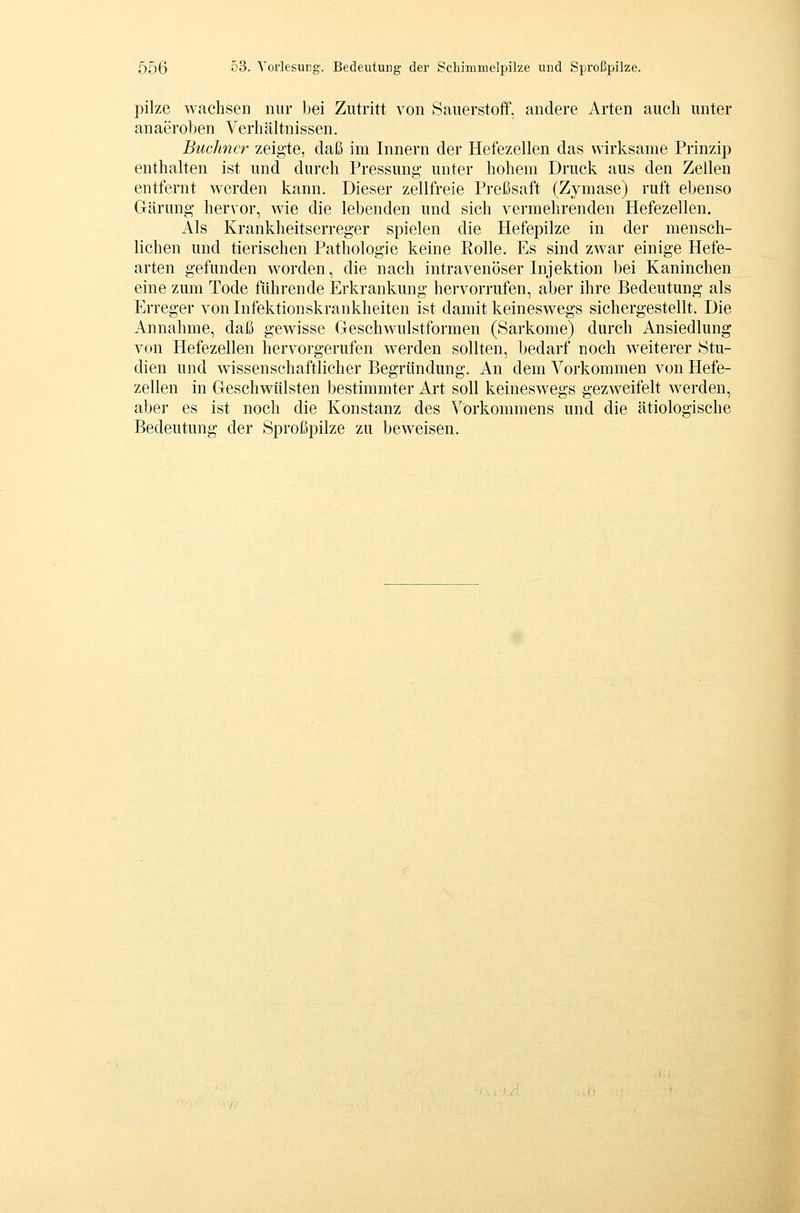 pilze wachsen nur bei Zutritt von Sauerstoff, andere Arten auch unter anaeroben Verhältnissen. Büchner zeigte, daß im Innern der Hefezellen das wirksame Prinzip enthalten ist und durch Pressung unter hohem Druck aus den Zellen entfernt werden kann. Dieser zellfreie Preßsaft (Zymase) ruft ebenso Gärung hervor, wie die lebenden und sich vermehrenden Hefezellen, Als Krankheitserreger spielen die Hefepilze in der mensch- lichen und tierischen Pathologie keine Rolle. Es sind zwar einige Hefe- arten gefunden worden, die nach intravenöser Injektion bei Kaninchen eine zum Tode führende Erkrankung hervorrufen, aber ihre Bedeutung als Erreger von Infektionskrankheiten ist damit keineswegs sichergestellt. Die Annahme, daß gewisse Geschwulstformen (Sarkome) durch Ansiedlung von Hefezellen hervorgerufen werden sollten, bedarf noch weiterer Stu- dien und wissenschaftlicher Begründung. An dem Vorkommen von Hefe- zellen in Geschwülsten bestimmter Art soll keineswegs gezweifelt werden, aber es ist noch die Konstanz des Vorkommens und die ätiologische Bedeutung der Sproßpilze zu beweisen.