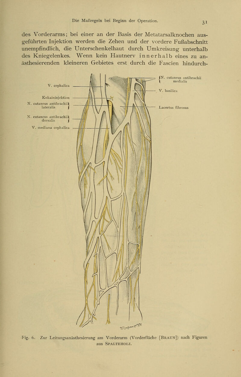 des Vorderarms; bei einer an der Basis der Metatarsalknochen aus- geführten Injektion werden die Zehen und der vordere Fußabschnitt unempfindlich, die Unterschenkelhaut durch Umkreisung unterhalb des Kniegelenkes. Wenn kein Hautnerv innerhalb eines zu an- ästhesierenden kleineren Gebietes erst durch die Fascien hindurch- V. cephalica Kokaininjektion N. cutaneus antibrachii^ lateralis \ X. cutaneus antibrachiij dorsalis J V. mediana cephalica cutaneus antibrachii medialis V. basilica Lacertus fibrosus Fig. 6. Zur Leitungsanästhesierung am Vorderarm (Vorderfläche [Braun]) nach Figuren