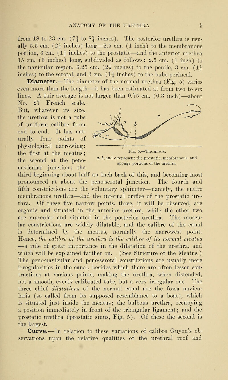 from 18 to 23 cm. (7| to 8f inches). The posterior urethra is -usu- ally 5.5 cm. (2;J inches) long—2.5 cm. (1 inch) to the membranous portion, 3 cm. (1^ inches) to the prostatic—and the anterior urethra 15 cm. (6 inches) long, subdivided as follows: 2.5 cm. (1 inch) to the navicular region, 6.25 cm. (2-J inches) to the penile, 3 cm. (1^ inches) to the scrotal, and 3 cm. (1^ inches) to the bubo-perineal. Diameter.—The diameter of the normal urethra (Fig. 5) varies even more than the length—it has been estimated at from two to six lines. A fair average is not larger than 0.75 cm. (0.3 inch)—about JSTo. 27 French scale. But, whatever its size, the urethra is not a tube of uniform calibre from end to end. It has nat- urally four points of physiological narrowing: r ' the first at the meatus; Fia. 5,-Thompsok. the second at the peno- «, ^ ^d c represent the prostatic, membranous, and 1 spongy portions of the urethra. navicular junction; the third beginning about half an inch back of this, and becoming most pronounced at about the peno-scrotal junction. The fourth and fifth constrictions are the voluntary sphincter—namely, the entire membranous urethra—and the internal orifice of the prostatic ure- thra. Of these five narrow points, three, it will be observed, are organic and situated in the anterior urethra, while the other two are muscular and situated in the posterior urethra. The muscu- lar constrictions are widely dilatable, and the calibre of the canal is determined by the meatus, normally the narrowest point. Hence, the calibre of the urethra is the calibre of its normal meatus —a rule of great importance in the dilatation of the urethra, and which will be explained farther on. (See Stricture of the Meatus.) The peno-navicular and peno-scrotal constrictions are usually mere irregularities in the canal, besides which there are often lesser con- tractions at various points, making the urethra, when distended, not a smooth, evenly calibrated tube, but a very irregular one. The three chief dilatations of the normal canal are the fossa navicu- lars (so called from its supposed resemblance to a boat), which is situated just inside the meatus; the bulbous urethra, occupying a position immediately in front of the triangular ligament; and the prostatic urethra (prostatic sinus, Fig. 5). Of these the second is the largest. Curve.—In relation to these variations of calibre Guyon's ob- servations upon the relative qualities of the urethral roof and