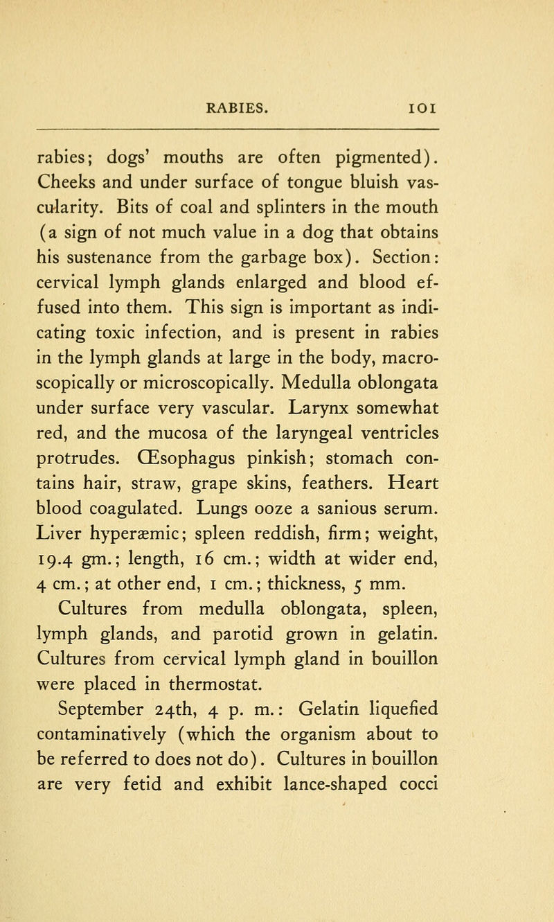 rabies; dogs' mouths are often pigmented). Cheeks and under surface of tongue bluish vas- cularity. Bits of coal and splinters in the mouth (a sign of not much value in a dog that obtains his sustenance from the garbage box). Section: cervical lymph glands enlarged and blood ef- fused into them. This sign is important as indi- cating toxic infection, and is present in rabies in the lymph glands at large in the body, macro- scopically or microscopically. Medulla oblongata under surface very vascular. Larynx somewhat red, and the mucosa of the laryngeal ventricles protrudes. QEsophagus pinkish; stomach con- tains hair, straw, grape skins, feathers. Heart blood coagulated. Lungs ooze a sanious serum. Liver hyperaemic; spleen reddish, firm; weight, 19.4 gm.; length, 16 cm.; width at wider end, 4 cm.; at other end, i cm.; thickness, 5 mm. Cultures from medulla oblongata, spleen, lymph glands, and parotid grown in gelatin. Cultures from cervical lymph gland in bouillon were placed in thermostat. September 24th, 4 p. m.: Gelatin liquefied contaminatively (which the organism about to be referred to does not do). Cultures in bouillon are very fetid and exhibit lance-shaped cocci