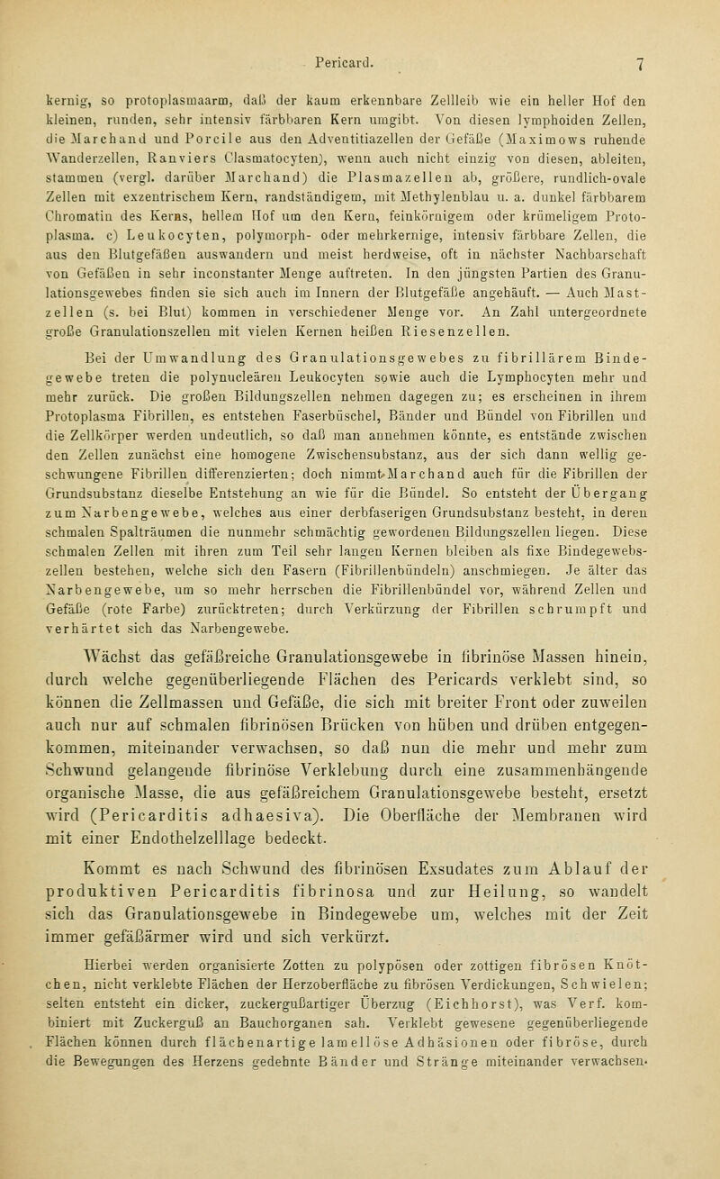 kernig, so protoplasinaarm, daß der kaum erkennbare Zellleib wie ein heller Hof den kleinen, runden, sehr intensiv tarbbaren Kern umgibt. Von diesen lymphoiden Zellen, die Marchand und Porcile aus den Adventitiazellen der Gefäße (Maximows ruhende Wanderzellen, Ranviers Clasmatocyten), wenn auch nicht einzig von diesen, ableiten, stammen (vergl. darüber Marchand) die Plasmazellen ab, größere, rundlich-ovale Zellen mit exzentrischem Kern, randständigem, mit Methylenblau u. a. dunkel färbbarem Chromatin des Kerns, hellem Hof um den Keru, feinkörnigem oder krümeligem Proto- plasma, c) Leukocyten, polymorph- oder mehrkernige, intensiv färbbare Zellen, die aus den Blutgefäßen auswandern und meist herdweise, oft in nächster Nachbarschaft von Gefäßen in sehr inconstanter Menge auftreten. In den jüngsten Partien des Granu- lationsgewebes finden sie sich auch im Innern der Blutgefäße angehäuft. — Auch Mast- zellen (s. bei Blut) kommen in verschiedener Menge vor. An Zahl untergeordnete große Granulationszellen mit vielen Kernen heißen Riesenzellen. Bei der Umwandlung des Granulationsgewebes zu fibrillärem Binde- gewebe treten die polynucleären Leukocyten sowie auch die Lymphocyten mehr uud mehr zurück. Die großen Bildungszellen nehmen dagegen zu; es erscheinen in ihrem Protoplasma Fibrillen, es entstehen Faserbüschel, Bänder und Bündel von Fibrillen und die Zellkörper werden undeutlich, so daß man annehmen könnte, es entstände zwischen den Zellen zunächst eine homogene Zwischensubstanz, aus der sich dann wellig ge- schwungene Fibrillen differenzierten; doch nimmtMarchand auch für die Fibrillen der Grundsubstanz dieselbe Entstehung an wie für die Bündel. So entsteht der Übergang zum Xarbengewebe, welches aus einer derbfaserigen Grundsubstanz besteht, in deren schmalen Spalträumen die nunmehr schmächtig gewordenen Bildungszellen liegen. Diese schmalen Zellen mit ihren zum Teil sehr langen Kernen bleiben als fixe Bindegewebs- zellen bestehen, welche sich den Fasern (Fibrillenbündeln) anschmiegen. Je älter das Narbengewebe, um so mehr herrschen die Fibrillenbündel vor, während Zellen und Gefäße (rote Farbe) zurücktreten; durch Verkürzung der Fibrillen schrumpft und verhärtet sich das Narbengewebe. Wächst das gefäßreiche Granulationsgewebe in fibrinöse Massen hinein, durch welche gegenüberliegende Flächen des Pericards verklebt sind, so können die Zellmassen und Gefäße, die sich mit breiter Front oder zuweilen auch nur auf schmalen fibrinösen Brücken von hüben und drüben entgegen- kommen, miteinander verwachsen, so daß nun die mehr und mehr zum Schwund gelangende fibrinöse Verklebung durch eine zusammenhängende organische Masse, die aus gefäßreichem Granulationsgewebe besteht, ersetzt wird (Pericarditis adhaesiva). Die Oberfläche der Membranen wird mit einer Endothelzelllage bedeckt. Kommt es nach Schwund des fibrinösen Exsudates zum Ablauf der produktiven Pericarditis fibrinosa und zur Heilung, so wandelt sich das Granulationsgewebe in Bindegewebe um, welches mit der Zeit immer gefäßärmer wird und sich verkürzt. Hierbei werden organisierte Zotten zu polypösen oder zottigen fibrösen Knöt- chen, nicht verklebte Flächen der Herzoberfläche zu fibrösen Verdickungen, Schwielen; selten entsteht ein dicker, zuckergußartiger Überzug (Eichhorst), was Verf. kom- biniert mit Zuckerguß an Bauchorganen sah. Verklebt gewesene gegenüberliegende Flächen können durch flächenartige lam eil ose Adhäsionen oder fibröse, durch die Bewegungen des Herzens gedehnte Bänder und Stränge miteinander verwachsen«