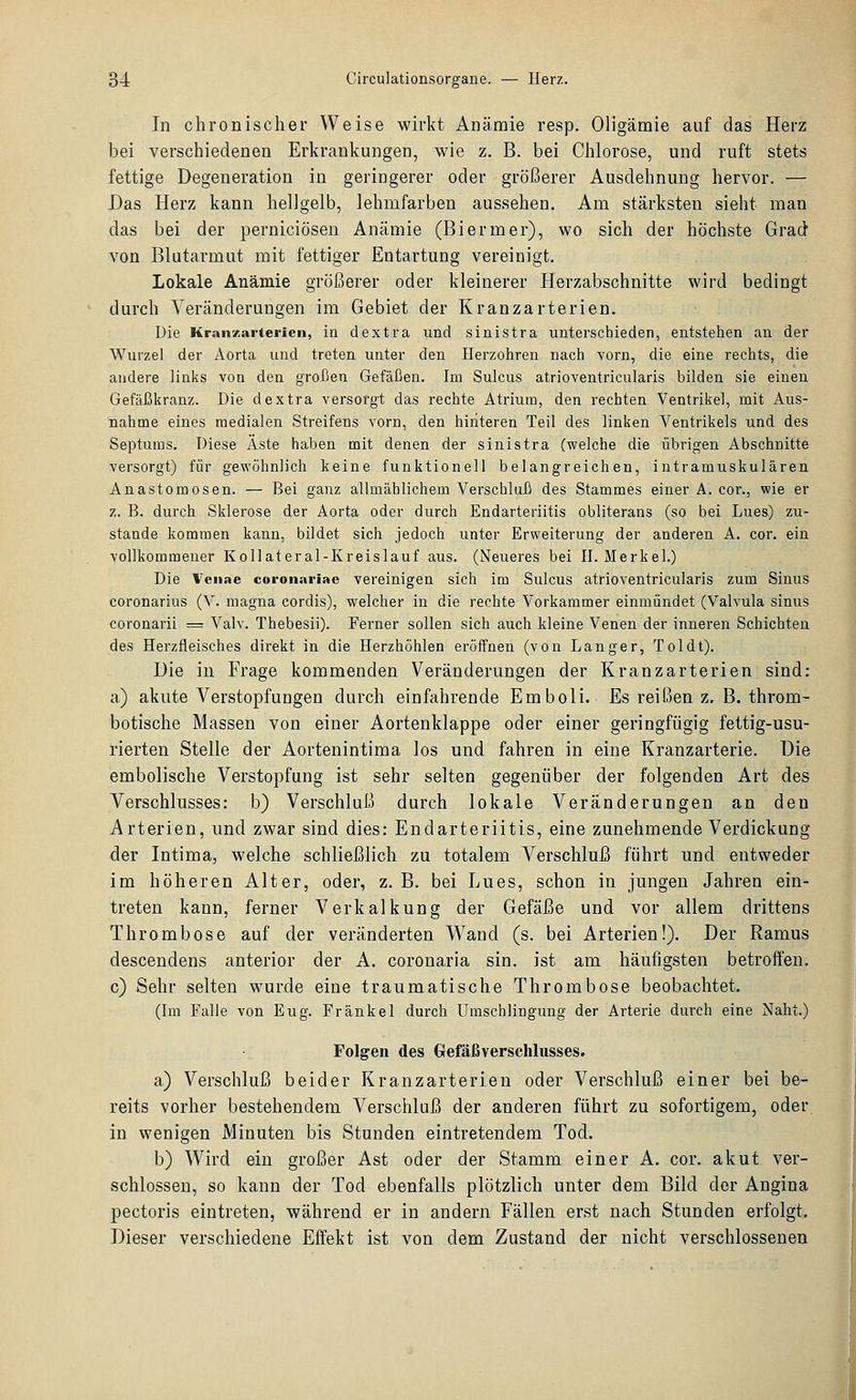 In chronischer Weise wirkt Anämie resp. Oligämie auf das Herz bei verschiedenen Erkrankungen, wie z. B. bei Chlorose, und ruft stets fettige Degeneration in geringerer oder größerer Ausdehnung hervor. — Das Herz kann hellgelb, lehmfarben aussehen. Am stärksten sieht man das bei der perniciösen Anämie (Biermer), wo sich der höchste Grad von Blutarmut mit fettiger Entartung vereinigt. Lokale Anämie größerer oder kleinerer Herzabschnitte wird bedingt durch Veränderungen im Gebiet der Kranzarterien. Die Kranzarterien, in dextra und sinistra unterschieden, entstehen an der Wurzel der Aorta und treten unter den Ilerzohren nach vorn, die eine rechts, die andere links von den großen Gefäßen. Im Sulcus atrioventricularis bilden sie einen Gefäßkranz. Die dextra versorgt das rechte Atrium, den rechten Ventrikel, mit Aus- nahme eines medialen Streifens vorn, den hiiiteren Teil des linken Ventrikels und des Septums. Diese Äste haben mit denen der sinistra (welche die übrigen Abschnitte versorgt) für gewöhnlich keine funktionell belangreichen, intramuskulären Anastomosen. — Bei ganz allmählichem Verschluß des Stammes einer A. cor., wie er z. B. durch Sklerose der Aorta oder durch Endarteriitis obliterans (so bei Lues) zu- stande kommen kann, bildet sich jedoch unter Erweiterung der anderen A. cor. ein vollkommener Kollateral-Kreislauf aus. (Neueres bei II. Merkel.) Die l'enae coronariac vereinigen sich im Sulcus atrioventricularis zum Sinus coronarius (V. magna cordis), welcher in die rechte Vorkammer einmündet (Valvula sinus coronarii = Valv. Thebesii). Ferner sollen sich auch kleine Venen der inneren Schichten des Herzfleisches direkt in die Herzhöhlen eröffnen (von Langer, Toldt). Die in Frage kommenden Veränderungen der Kranzarterien sind: a) akute Verstopfungen durch einfahrende Emboli. Es reißen z. B. throm- botische Massen von einer Aortenklappe oder einer geringfügig fettig-usu- rierten Stelle der Aortenintima los und fahren in eine Kranzarterie. Die embolische Verstopfung ist sehr selten gegenüber der folgenden Art des Verschlusses: b) Verschluß durch lokale Veränderungen an den Arterien, und zwar sind dies: Endarteriitis, eine zunehmende Verdickung der Intima, welche schließlich zu totalem Verschluß führt und entweder im höheren Alter, oder, z. B. bei Lues, schon in jungen Jahren ein- treten kann, ferner Verkalkung der Gefäße und vor allem drittens Thrombose auf der veränderten Wand (s. bei Arterien!), Der Ramus descendens anterior der A. coronaria sin. ist am häufigsten betroffen, c) Sehr selten wurde eine traumatische Thrombose beobachtet. (Im Falle von Eug. Fränkel durch Umschlingung der Arterie durch eine Naht.) Folgen des Grefäßverschlusses. a) Verschluß beider Kranzarterien oder Verschluß einer bei be- reits vorher bestehendem Verschluß der anderen führt zu sofortigem, oder, in wenigen Minuten bis Stunden eintretendem Tod. b) Wird ein großer Ast oder der Stamm einer A. cor. akut ver- schlossen, so kann der Tod ebenfalls plötzlich unter dem Bild der Angina pectoris eintreten, während er in andern Fällen erst nach Stunden erfolgt. Dieser verschiedene Effekt ist von dem Zustand der nicht verschlossenen