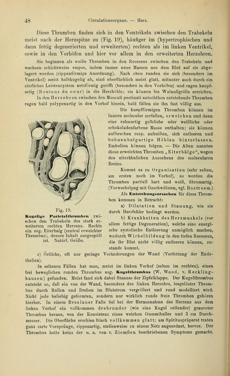 Diese Thromben finden sich in den Ventrikeln zwischen den Trabekeln meist nach der Herzspitze zu (Fig. 19), häufiger im (hypertrophischen und dann fettig degenerierten und erweiterten) rechten als im linken Ventrikel, sowie in den Vorhöfen und hier vor allem in den erweiterten Herzohren. Sie beginnen als weiße Thromben in den Recessus zwischen den Trabekeln und wachsen schichtweise empor, indem immer neue Massen aus dem Blut auf sie abge- lagert werden (rippenförmige Anordnung). Nach oben runden sie sich (besonders im Ventrikel) meist halbkugelig ab, sind oberflächlich meist glatt, mitunter auch durch ein zierliches Leistensystem netzförmig gerifft (besonders in den Vorhöfen) und ragen knopf- artig (Boutons du coeur) in die Herzhöhle; sie können bis Walnußgröße erreichen. In den Herzohren zwischen den Musculi pectinati autochthon entstehende Thromben ragen bald polypenartig in den Vorhof hinein, bald füllen sie ihn fast YÖllig aus. Die knopfförmigen Thromben können im Innern molecular zerfallen, erweichen und dann eine rahmartig gelbliche oder weißliche oder schokoladenfarbene Masse enthalten; sie können aufbrechen resp. aufreißen, sich entleeren und bohnenbalgartige Höhlen hinterlassen. Embolien können folgen. — Die Alten nannten diese erweichten Thromben „Eiterbälge, wegen des eiterähnlichen Aussehens des molecularen Breies. Kommt es zu Organisation (sehr selten, am ersten noch im Vorhof), so werden die Thromben partiell hart und weiß, fibromartig. (Verwechslung mit Geschwülsten, vgl. Bostroem.) Als Entstehungsiirsacheii für diese Throm- ben kommen in Betracht: a) Dilatation und Stauung, wie sie durch Herzfehler bedingt werden. b) Krankheiten des Herzmuskels (vor allem fettige Degeneration), welche eine energi- sche systolische Entleerung unmöglich machen, wodurch Wirbelbildung in den tiefen Recessus, die ihr Blut nicht völlig entleeren können, zu- stande kommt. c) Örtliche, oft nur geringe Veränderungen der Wand (Verfettung der Endo- thelien). In seltenen Fällen hat man, meist im linken Vorhof (selten im rechten), einen frei beweglichen runden Thrombus sog. Kugelthrombus (W. Wood, v. Reckling- hausen) gefunden. Meist fand sich dabei Stenose der Zipfelklappe. Der Kugelthrombus entsteht so, daß ein von der Wand, besonders des linken Herzohrs, losgelöster Throm- bus durch Rollen und Drehen im Blutstrom vergrößert und rund modelliert wird. Nicht jede beliebig geformten, sondern nur wirklich runde freie Thromben gehören hierher. In einem Breslauer Falle fiel bei der Herausnahme des Herzens aus dem linken Vorhof ein vollkommen drehrunder (wie eine Kugel rollender) grauroter Thrombus heraus, von der Konsistenz eines weichen Gummiballes und 3 cm Durch- messer. Die Oberfläche erschien frisch vollkommen glatt; am Spirituspräparat traten ganz zarte Vorsprünge, rippenartig, stellenweise zu einem Netz angeordnet, hervor. Der Thrombus hatte keins der u. a. von v. Ziemßen beschriebenen Symptome gemacht. Fig. 19. Kugelige Parictalthroiiilien zwi- schen den Trabekeln des stark er- weiterten rechten Herzens. Rechts ein sog. Eiterbalg (zentral erweichter Thrombus), dessen Inhalt ausgespült ist. Natürl. Größe.