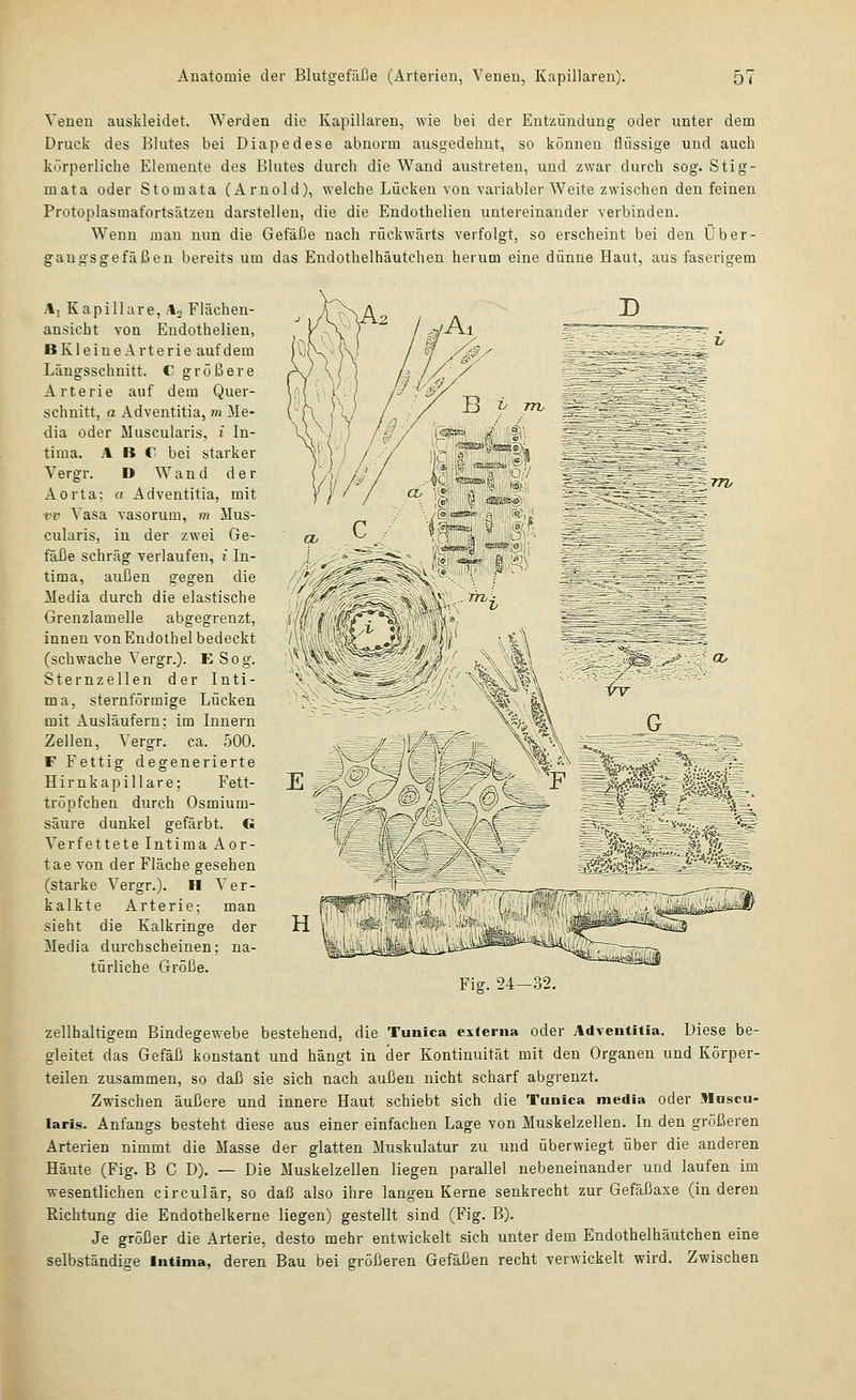 Venen auskleidet. Werden die Kapillaren, wie bei der Entzündung- oder unter dem Druck des Blutes bei Diapedese abnorm ausgedehnt, so können flüssige und auch körperliche Elemente des Blutes durch die Wand austreten, und zwar durch sog. Stig- mata oder Stomata (Arnold), welche Lücken von variabler Weite zwischen den feinen Protoplasmafortsätzen darstellen, die die Endothelien untereinander verbinden. Wenn man nun die Gefäße nach rückwärts verfolgt, so erscheint bei den Über- gangsgefäßen bereits um das Endothelhäutchen herum eine dünne Haut, aus faserigem Aj Kapillare, Ao Flächen- ansicht von Endothelien, BKleine Arterie auf dem Längsschnitt. C größere Arterie auf dem Quer- schnitt, a Adventitia, m Me- dia oder Muscularis, i In- tima. ABC bei starker Vergr. D Wand der Aorta; a Adventitia, mit vv Vasa vasorum, m Mus- cularis, in der zwei Ge- fäße schräg verlaufen, i In- tima, auDen gegen die Media durch die elastische Grenzlamelle abgegrenzt, innen von Endothel bedeckt (schwache Vergr.). E Sog. Sternzellen der Inti- ma, sternförmige Lücken mit Ausläufern; im Innern Zellen, Vergr, ca. 500. F Fettig degenerierte Hirnkapillare; Fett- tröpfchen durch Osmium- säure dunkel gefärbt. G Verfettete Intima Aor- tae von der Fläche gesehen (starke Yergr.). H Ver- kalkte Arterie; man sieht die Kalkringe der Media durchscheinen; na- türliche Größe. Fig. 24—32. zellhaltigem Bindegewebe bestehend, die Tunica externa oder Adventitia. Diese be- gleitet das Gefäß konstant und hängt in der Kontinuität mit den Organen und Körper- teilen zusammen, so daß sie sich nach außen nicht scharf abgrenzt. Zwischen äußere und innere Haut schiebt sich die Tunica media oder Muscu- laris. Anfangs besteht diese aus einer einfachen Lage von Muskelzellen. In den größeren Arterien nimmt die Masse der glatten Muskulatur zu und überwiegt über die anderen Häute (Fig. B 0 D). — Die Muskelzellen liegen parallel nebeneinander und laufen im wesentlichen circulär, so daß also ihre langen Kerne senkrecht zur Gefäßaxe (in deren Richtung die Endothelkerne liegen) gestellt sind (Fig. B). Je größer die Arterie, desto mehr entwickelt sich unter dem Endothelhäutchen eine selbständige Intima, deren Bau bei größeren Gefäßen recht verwickelt wird. Zwischen