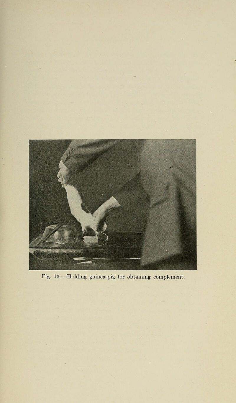 Fig. 13.—Holding guinea-pig for obtaining complement.