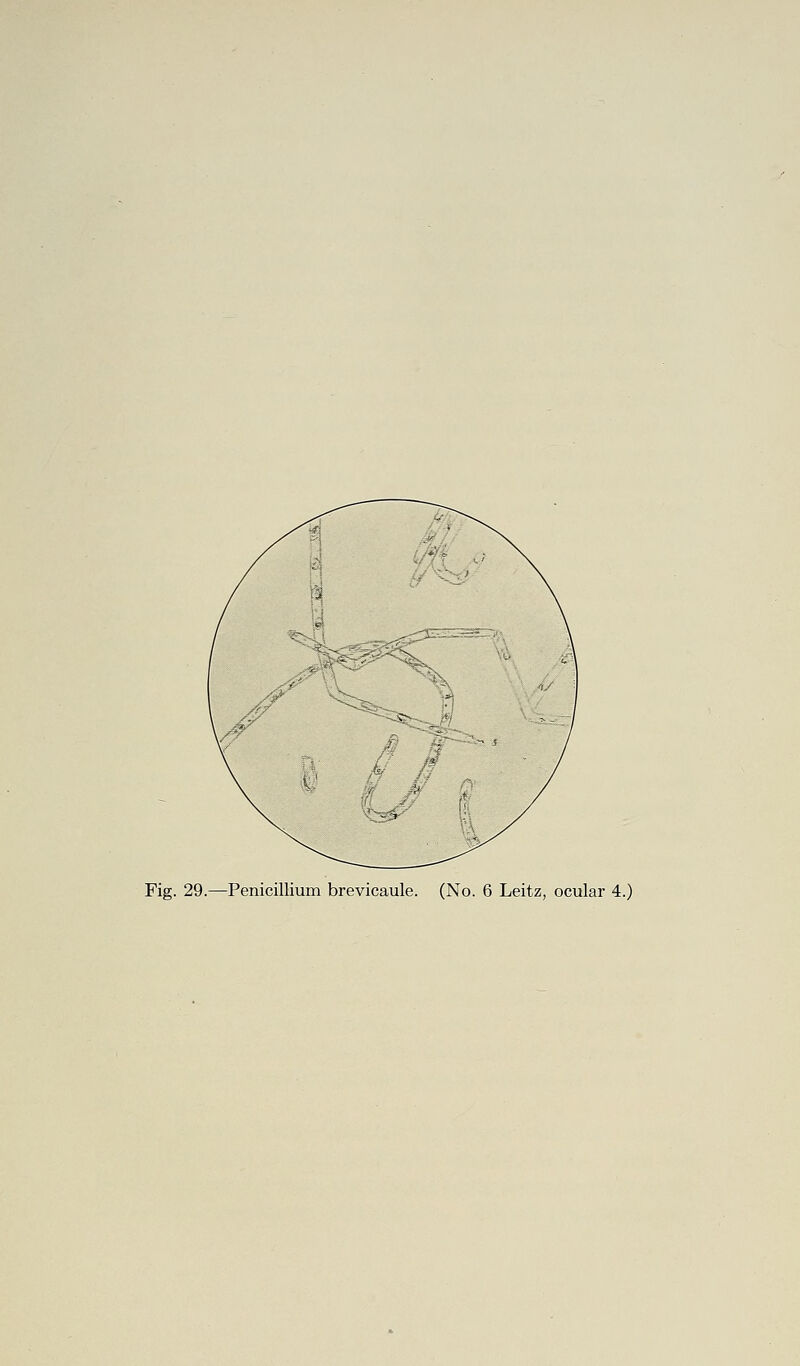 Fig. 29.—Penicillium brevicaule. (No. 6 Leitz, ocular 4.)