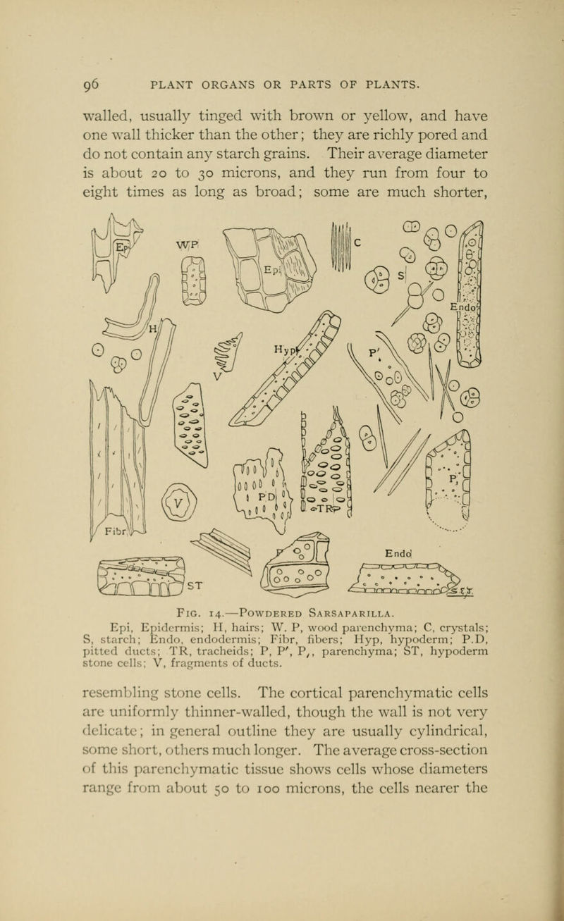 walled, usuall}^ tinged with brown or yellow, and have one wall thicker than the other; they are richly pored and do not contain any starch grains. Their average diameter is about 20 to 30 microns, and they run from four to eight times as long as broad; some are much shorter, Fig. 14.—Powdered Sarsaparilla. Epi, Epidermis; H, hairs; W. P, wood parenchyma; C, crystals; S, starch; Endo, cndodcrmis; Fibr, fibers; Hyp, hypodcrm; P.D, pitted ducts; TR, tracheids; P, P', P^, parenchyma; ST, hypoderm stone cells; V, fragments of ducts. resembling stone cells. The cortical parenchymatic cells are uniformly thinner-walled, though the wall is not very delicate; in general outline they are usually cylindrical, some short, otlicrs much longer. The average cross-section of this parenchymatic tissue shows cells whose diameters range from about 50 to 100 microns, the cells nearer the