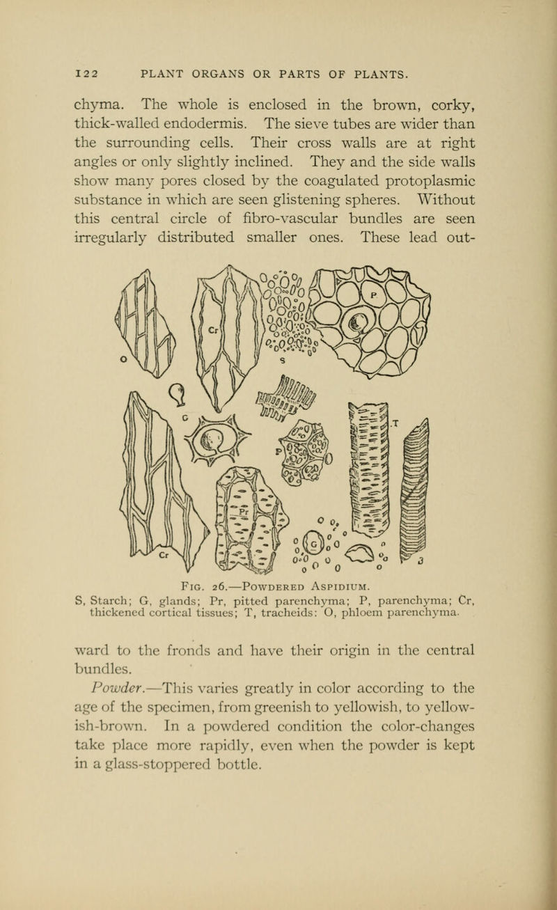 chyma. The whole is enclosed in the brown, corky, thick-walled endodermis. The sieve tubes are wider than the surrounding cells. Their cross walls are at right angles or only slightly inclined. They and the side w^alls show many pores closed by the coagulated protoplasmic substance in which are seen glistening spheres. Without this central circle of fibro-vascular bundles are seen irregularly distributed smaller ones. These lead out- FiG. 26.—Powdered Aspidium. S, Starch; G, glands; Pr, pitted parenchyma; P, parenchyma; Cr, thickened cortical tissues; T, tracheids: O, phloem parenchyma. ward to the fronds and have their origin in the central bundles. Powder.—This varies greatly in color according to the age of the specimen, from greenish to yellowish, to yellow- ish-brown. In a powdered condition the color-changes take place more rapidly, even when the powder is kept in a glass-stoppered bottle.