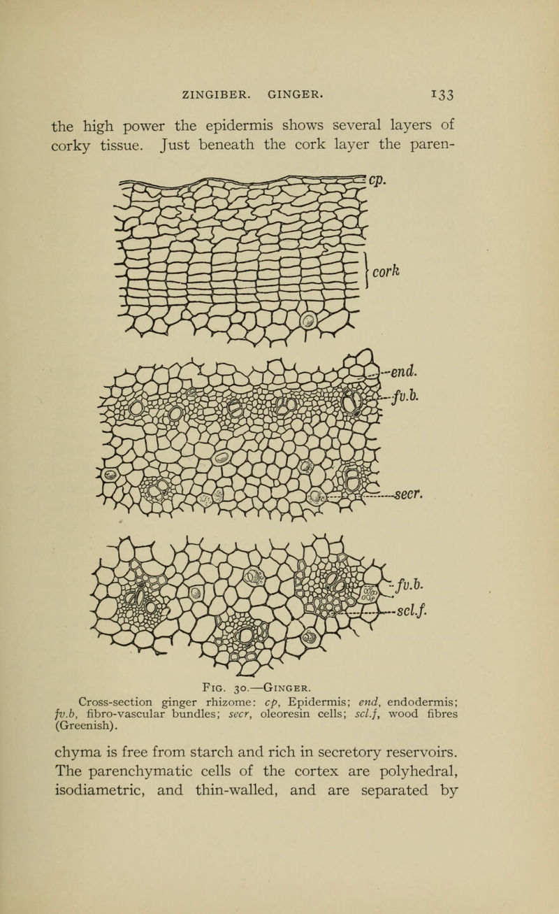 the high power the epidermis shows several layers of corky tissue. Just beneath the cork layer the par en- Fig. 30.—Ginger. Cross-section ginger rhizome: cp, Epidermis; end, endodermis; fv.b, fibro-vascular bundles; seer, oleoresin cells; scl.f, wood fibres (Greenish). chyma is free from starch and rich in secretory reservoirs. The parenchymatic cells of the cortex are polyhedral, isodiametric, and thin-walled, and are separated by