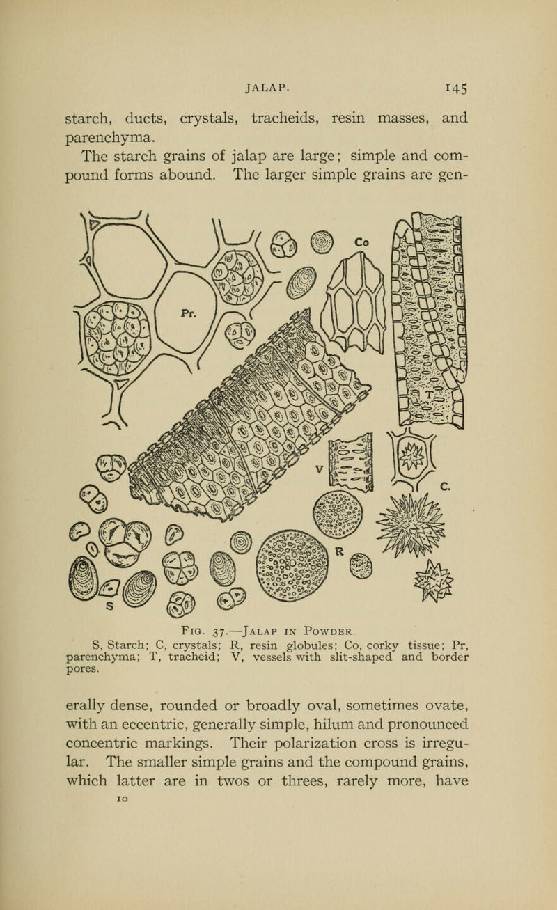 starch, ducts, crystals, tracheids, resin masses, and parenchyma. The starch grains of jalap are large; simple and com- pound forms abound. The larger simple grains are gen- FiG. 37.—Jalap in Powder. S, Starch; C, crystals; R, resin globules; Co, corky tissue; Pr, parenchyma; T, tracheid; V, vessels with slit-shaped and border pores. erally dense, rounded or broadly oval, sometimes ovate, with an eccentric, generally simple, hilum and pronounced concentric markings. Their polarization cross is irregu- lar. The smaller simple grains and the compound grains, which latter are in twos or threes, rarely more, have 10