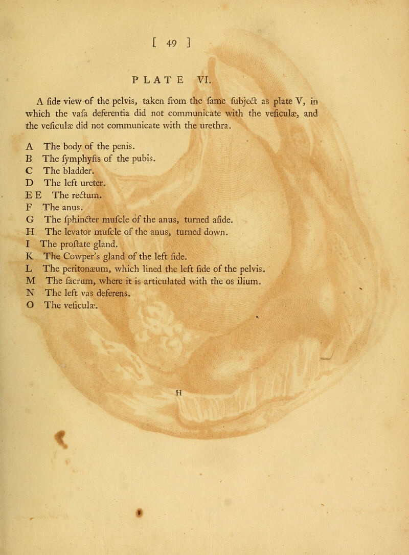 [ 49 ] PLATE VL A fide view of the pelvis, taken from the fame fubject as plate V, in which the vafa deferentia did not communicate with the veficulae, and the veficulae did not communicate with the urethra, A The body of the penis. B The fymphyfis of the pubis. C The bladder. D The left ureter, E E The redlum. F The anus. G The fphindter mufcle of the anus, turned afide. H The levator mufcle of the anus, turned down. I The proftate gland. K The Cowper's gland of the left fide. L The peritonaeum, which lined the left fide of the pelvis. M The facrum, where it is articulated with the os ilium, N The left vas deferens. O The veficulae. H