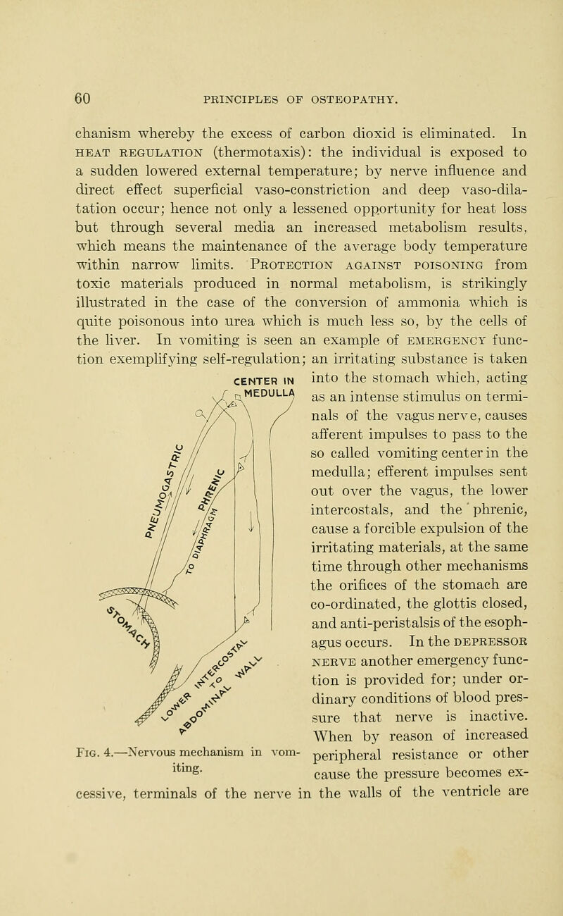 CENTER IN MEDULLA )4r chanism whereby the excess of carbon dioxid is eHminated. In HEAT REGULATION (thermotaxis): the individual is exposed to a sudden lowered external temperature; by nerve influence and direct effect superficial vaso-constriction and deep vaso-dila- tation occur; hence not only a lessened opportunity for heat loss but through several media an increased metabolism results, which means the maintenance of the average body temperature within narrow limits. Protection against poisoning from toxic materials produced in normal metabolism, is strikingly illustrated in the case of the conversion of ammonia which is quite poisonous into urea which is much less so, by the cells of the liver. In vomiting is seen an example of emergency func- tion exemplifying self-regulation; an irritating substance is taken into the stomach which, acting as an intense stimulus on termi- nals of the vagus nerve, causes afferent impulses to pass to the so called vomiting center in the medulla; efferent impulses sent out over the vagus, the lower intercostals, and the ' phrenic, cause a forcible expulsion of the irritating materials, at the same time through other mechanisms the orifices of the stomach are co-ordinated, the glottis closed, and anti-peristalsis of the esoph- agus occurs. In the depressor NERVE another emergency func- tion is provided for; under or- dinary conditions of blood pres- sure that nerve is inactive. When by reason of increased -Nervous mechanism in vom- peripheral resistance or other cause the pressure becomes ex- FiG. 4. iting. cessive, terminals of the nerve in the walls of the ventricle are