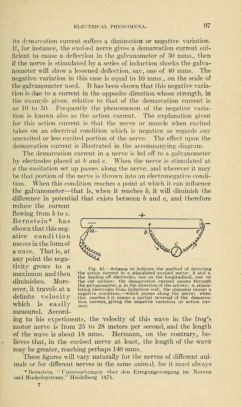 its cbmarcation current suffers a diminution or negative variation. If, for instance, the excised nerve gives a demarcation current suf- ficient to cause a deflection in the galvanometer of 50 mms., then if the nerve is stimulated by a series of induction shocks the galva- nometer will show a lessened deflection, say, one of 40 mms. The negative variation in this case is equal to 10 mms., on the scale of the galvanometer used. It has been shown that this negative varia- tion is due to a current in the opposite direction whose strength, in the example given, relative to that of the demarcation current is as 10 to 50. Frequently the phenomenon of the negative varia- tion is known also as the action current. The explanation given for this action current is that the nerve or muscle when excited takes on an electrical condition which is negative as regards any unexcited or less excited portion of the nerve. The effect upon the demarcation current is illustrated in the accompanying diagram. The demarcation current in a nerve is led off to a galvanometer by electrodes placed at h and c. When the nerve is stimulated at a the excitation set up passes along the nerve, and wherever it may be that portion of the nerve is thrown into an electronegative condi- tion. When this condition reaches a point at which it can influence the galvanometer—that is, when it reaches 6, it will diminish the difference in potential that exists between b and c, and therefore reduce the current flowing from b to c. Bernstein* has shown that this neg- ative condition moves in the form of a wave. That is, at any point the nega- tivity grows to a pjg_ 42.—schema to indicate the method of detecting maximum and then *^^ action current in a stimulated excised nerve: 5 and c, , . , the leading off electrodes, one on the longitudinal, one on diminishes. More- the cut surface; the demarcation current passes through . . the galvanometer, fir, in the direction of the arrows; a, stimu- OVer, it travels at a latlng electrodes from induction coil; the stimulus causes a J n 'I. 1 'J. negative condition,—which passes along the nerve; when aeiinite velocity this reaches b it causes a partial reversal of the demarca- ■orliipli i« Aflcil-^r *^°'^ current, giving the negative variation or action cur- measured. Accord- ing to his experiments, the velocity of this wave in the frog's motor nerve is from 25 to 28 meters per second, and the length of the wave is about 18 mms. Hermann, on the contrary, be- lieves that, in the excised nerve at least, the length of the wave may be greater, reaching perhaps 140 mms. These figures will vary naturally for the nerves of different ani- mals or for different nerves in the same animal, for it must always * Bernstein,  Untersuchungen Tiber den Erregungsvorgang im Nerven und Muskelsysteme, Heidelberg 1871. 7