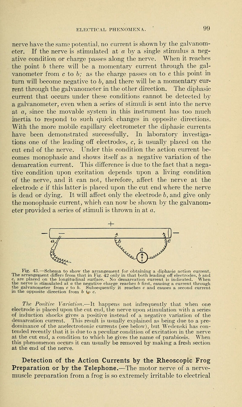 nerve have the same potential, no current is shown by the galvanom- eter. If the nerve is stimulated at a by a single stimulus a neg- ative condition or charge passes along the nerve. When it reaches the point b there will be a momentary current through the gal- vanometer from c to b; as the charge passes on to c this point in turn will become negative to b, and there will be a momentary cur- rent through the galvanometer in the other direction. The diphasic current that occurs under these conditions cannot be detected by a galvanometer, even when a series of stimuli is sent into the nerve at a, since the movable system in this instrument has too much inertia to respond to such quick changes in opposite directions. With the more mobile capillary electrometer the diphasic currents have been demonstrated successfully. In laboratory investiga- tions one of the leading off electrodes, c, is usually placed on the cut end of the nerve. Under this condition the action current be- comes monophasic and shows itself as a negative variation of the demarcation current. This difference is due to the fact that a nega- tive condition upon excitation depends upon a living condition of the nerve, and it can not, therefore, affect the nerve at the electrode c if this latter is placed upon the cut end where the nerve is dead or dying. It will affect only the electrode b, and give only the monophasic current, which can now be shown by the galvanom- eter provided a series of stimuli is thrown in at a. Fig. 43.—Schema to show the arrangement for obtaining a diphasic action current. The arrangement differs from that in Fig. 42 only in that both leading off electrodes, b and c, are placed on the longitudinal surface. No demarcation current is indicated. When the nerve is stimulated at a the negative charge reaches b first, causing a current through the galvanometer from c to b. Subsequently it reaches c and causes a second current in the opposite direction from h i^ c. The Positive Variation.—It happens not infrequently that when one electrode is placed upon the cut end, the nerve upon stimulation with a series of induction shocks gives a positive instead of a negative variation of the demarcation current. This result is usually explained as being due to a pre- dominance of the anelectrotonic currents (see below), but Wedenski has con- tended recently that it is due to a peculiar condition of excitation in the nerve at the cut end, a condition to which he gives the name of parabiosis. When this phenomenon occurs it can usually be removed by making a fresh section at the end of the nerve. Detection of the Action Currents by the Rheoscopic Frog Preparation or by the Telephone.—The motor nerve of a nerve- muscle preparation from a frog is so extremely irritable to electrical