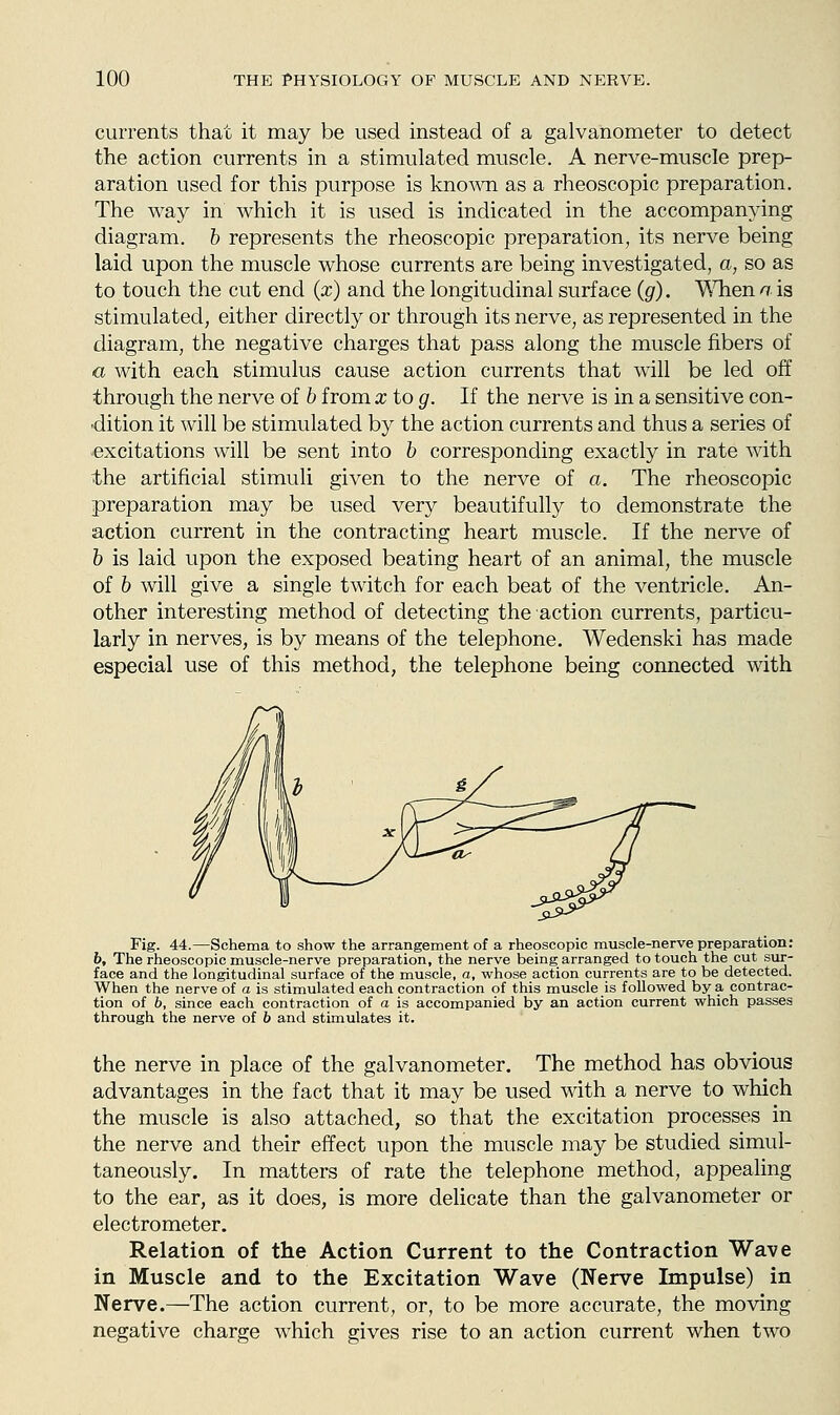 currents that it may be used instead of a galvanometer to detect the action currents in a stimulated muscle. A nerve-muscle prep- aration used for this purpose is kno-wn as a rheoscopic preparation. The way in which it is used is indicated in the accompanying diagram, b represents the rheoscopic preparation, its nerve being laid upon the muscle whose currents are being investigated, a, so as to touch the cut end (x) and the longitudinal surface (g). ^^Tien a is stimulated, either directly or through its nerve, as represented in the diagram, the negative charges that pass along the muscle fibers of a with each stimulus cause action currents that will be led off through the nerve of b from x to g. If the nerve is in a sensitive con- dition it will be stimulated by the action currents and thus a series of •excitations will be sent into b corresponding exactly in rate with the artificial stimuli given to the nerve of a. The rheoscopic preparation may be used very beautifully to demonstrate the action current in the contracting heart muscle. If the nerve of h is laid upon the exposed beating heart of an animal, the muscle of b will give a single twitch for each beat of the ventricle. An- other interesting method of detecting the action currents, particu- larly in nerves, is by means of the telephone. Wedenski has made especial use of this method, the telephone being connected with Fig. 44.—Schema to show the arrangement of a rheoscopic muscle-nerve preparation: b. The rheoscopic muscle-nerve preparation, the nerve being arranged to touch the cut sur- face and the longitudinal surface of the muscle, a, whose action currents are to be detected. When the nerve of a is stimulated each contraction of this muscle is followed by a contrac- tion of b, since each contraction of a is accompanied by an action current which passes through the nerve of b and stimulates it. the nerve in place of the galvanometer. The method has obvious advantages in the fact that it may be used with a nerve to which the muscle is also attached, so that the excitation processes in the nerve and their effect upon the muscle may be studied simul- taneously. In matters of rate the telephone method, appealing to the ear, as it does, is more delicate than the galvanometer or electrometer. Relation of the Action Current to the Contraction Wave in Muscle and to the Excitation Wave (Nerve Impulse) in Nerve.—The action current, or, to be more accurate, the moving negative charge which gives rise to an action current when two