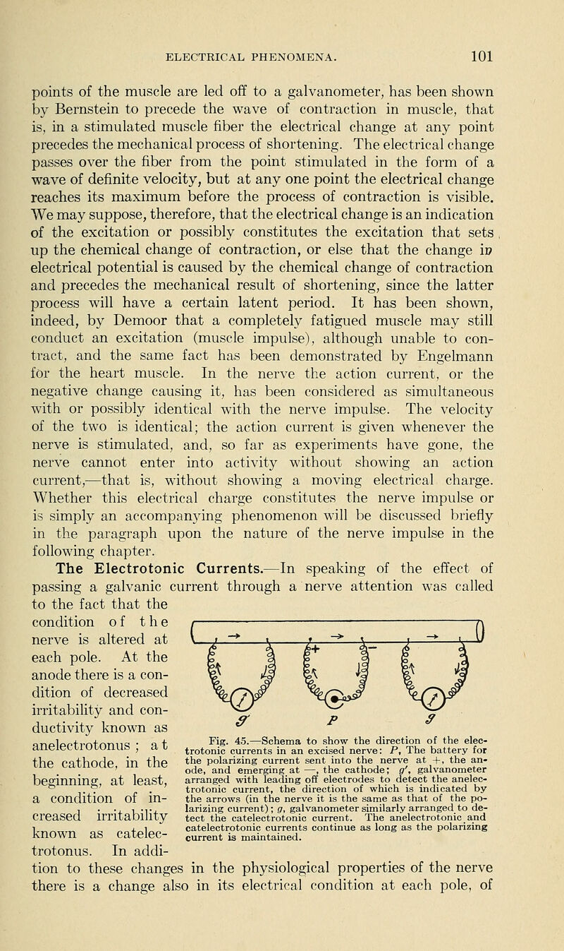 points of the muscle are led off to a galvanometer, has been shown by Bernstein to precede the wave of contraction in muscle, that is, in a stimulated muscle fiber the electrical change at any point precedes the mechanical process of shortening. The electrical change passes over the fiber from the point stimulated in the form of a wave of definite velocity, but at any one point the electrical change reaches its maximum before the process of contraction is visible. We may suppose, therefore, that the electrical change is an indication of the excitation or possibly constitutes the excitation that sets up the chemical change of contraction, or else that the change ii? electrical potential is caused by the chemical change of contraction and precedes the mechanical result of shortening, since the latter process will have a certain latent period. It has been shown, indeed, by Demoor that a completely fatigued muscle may still conduct an excitation (muscle impulse), although unable to con- tract, and the same fact has been demonstrated by Engelmann for the heart muscle. In the nerve the action current, or the negative change causing it, has been considered as simultaneous with or possibly identical with the nerve impulse. The velocity of the two is identical; the action current is given whenever the nerve is stimulated, and, so far as experiments have gone, the nerve cannot enter into activity without showing an action current,—that is, without showing a moving electrical charge. Whether this electrical charge constitutes the nerve impulse or is simply an accompanying phenomenon will be discussed briefly in the paragraph upon the nature of the nerve impulse in the following chapter. The Electrotonic Currents.—In speaking of the effect of passing a galvanic current through a nerve attention w^as called to the fact that the condition of the nerve is altered at each pole. At the anode there is a con- dition of decreased irritability and con- ductivity known as anelectrotonus ; a t the cathode, in the beginning, at least, a condition of in- creased irritability known as catelec- trotonus. In addi- tion to these changes in the physiological properties of the nerve there is a change also in its electrical condition at each pole, of Fig. 45.—Schema to show the direction of the elec- trotonic currents in an excised nerve: P, The battery for the polarizing current sent into the nerve at +, the an- ode, and emerging at —, the cathode; g\ galvanometer arranged with leading off electrodes to detect the anelec- trotonic current, the direction of which is indicated by the arrows (in the nerve it is the same as that of the po- larizing current); g, galvanometer similarly arranged to de- tect the catelectrotonic current. The anelectrotonic and catelectrotonic currents continue as long as the polarizing current is maintained.