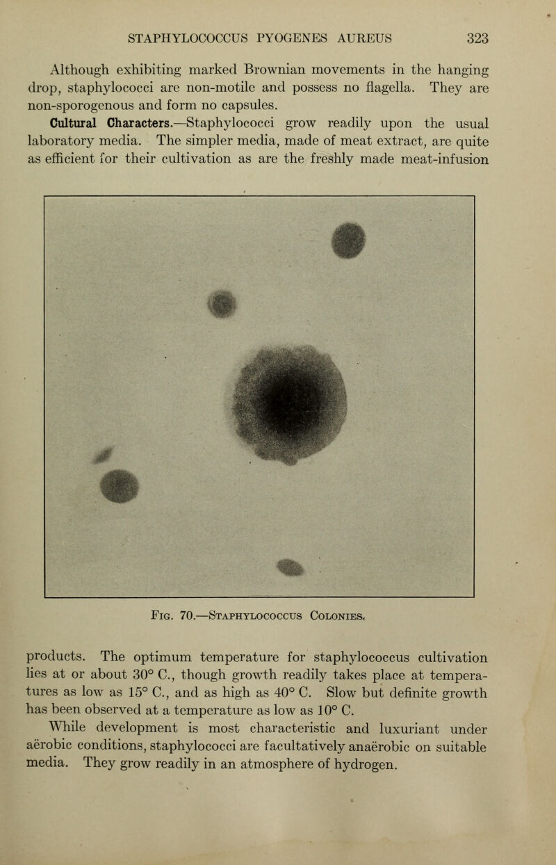 Although exhibiting marked Brownian movements in the hanging drop, staphylococci are non-motile and possess no flagella. They are non-sporogenous and form no capsules. Cultural Characters.—Staphylococci grow readily upon the usual laboratory media. The simpler media, made of meat extract, are quite as efficient for their cultivation as are the freshly made meat-infusion Fig. 70.—Staphylococcus Colonies, products. The optimum temperature for staphylococcus cultivation lies at or about 30° C, though growth readily takes place at tempera- tures as low as 15° C, and as high as 40° C. Slow but definite growth has been observed at a temperature as low as 10° C. While development is most characteristic and luxuriant under aerobic conditions, staphylococci are facultatively anaerobic on suitable media. They grow readily in an atmosphere of hydrogen.