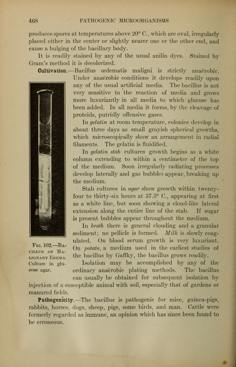 produces spores at temperatures above 20° C, which are oval, irregularly placed either in the center or slightly nearer one or the other end, and cause a bulging of the bacillary body. It is readily stained by any of the usual anilin dyes. Stained by Gram's method it is decolorized. Cultivation.—Bacillus cedematis maligni is strictly anaerobic. Under anaerobic conditions it develops readily upon any of the usual artificial media. The bacillus is not very sensitive to the reaction of media and grows more luxuriantly in all media to which glucose has been added. In all media it forms, by the cleavage of proteids, putridly offensive gases. In gelatin at room temperature, colonies develop in about three days as small grayish spherical growths, which microscopically show an arrangement in radial filaments. The gelatin is fluidified. In gelatin stab cultures growth begins as a white column extending to within a centimeter of the top of the medium. Soon irregularly radiating processes develop laterally and gas bubbles appear, breaking up the medium. Stab cultures in agar show growth within twenty- four to thirty-six hours at 37.5° C, appearing at first as a white line, but soon showing a cloud-like lateral extension along the entire line of the stab. If sugar is present bubbles appear throughout the medium. In broth there is general clouding and a granular sediment; no pellicle is formed. Milk is slowly coag- ulated. On blood serum growth is very luxuriant. On potato, a medium used in the earliest studies of the bacillus by Gaffky, the bacillus grows readily. Isolation may be accomplished by any of the ordinary anaerobic plating methods. The bacillus can usually be obtained for subsequent isolation by injection of a susceptible animal with soil, especially that of gardens or manured fields. Pathogenicity.—The bacillus is pathogenic for mice, guinea-pigs, rabbits, horses, dogs, sheep, pigs, some birds, and man. Cattle were formerly regarded as immune, an opinion which has since been found to be erroneous. Fig. 102.—Ba- cillus of Ma- lignant Edema. Culture in glu- cose agar.