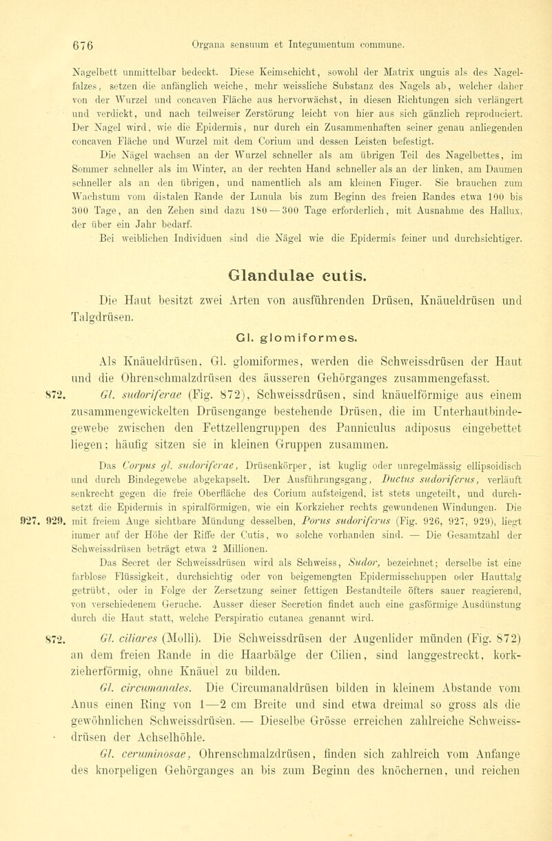 Nagelbett unmittelbar bedeckt. Diese Keimschicht, sowohl der Matrix unguis als des Nagel- falzes, setzen die aufängiich weiche, mehr weissliche Substanz des Nagels ab, welcher daher von der Wurzel und concaven Fläche aus hervorwächst, in diesen Richtungen sich verlängert und verdickt, und nach teilweiser Zerstörung leicht von hier aus sich gänzlich reproduciert. Der Nagel wird, wie die Epidermis, nur durch ein Zusammenhatten seiner genau anhegenden concaven Fläche und Wurzel mit dem Corium und dessen Leisten befestigt. Die Nägel wachsen an der Wurzel schneller als am übrigen Teil des Nagelbettes, im Sommer schneller als im Winter, an der rechten Hand schneller als an der linken, am Daumen schneller als an den übrigen, und namentlich als am kleinen Finger. Sie brauchen zum Wachstum vom distalen Eande der Lunula bis zum Beginn des freien Randes etwa 100 bis 300 Tage, an den Zehen sind dazu ISO — 300 Tage erforderlich, mit Ausnahme des Hallux, der über ein Jahr bedarf. Bei weiblichen Individuen sind die Nägel wie die Epidermis feiner und durchsichtiger. Glandulae cutis. ■ Die Haut besitzt zwei Arten von ausführenden Drüsen, Knäueldrüsen und Talgdrüsen. Gl. glomiformes. Als Knäueldrüsen, Gl. glomiformes, werden die Schweissdrüsen der Haut und die Ohrenschmalzdrüsen des äusseren Gehörganges zusammengefasst. 872. GL sudoriferae (Fig. 872), Schweissdrüsen, sind knäuelförmige aus einem zusammengewickelten Drüsengange bestehende Drüsen, die im Unterbautbinde- gewebe zwischen den Fettzellengruppen des Pauniculus adiposus eingebettet liegen; häufig sitzen sie in kleinen Gruppen zusammen. Das Coi'ims gl. sudoriferae, Drüsenkörper, ist kuglig oder unregelmässig ellipsoidisch und durch Bindegewebe abgekapselt. Der Ausführungsgang, Ductus sudoriferus, verläuft senkrecht gegen die freie Oberfläche des Corium aufsteigend, ist stets ungeteilt, und durch- setzt die Epidermis in spiralförmigen, wie ein Korkzieher rechts gewundenen Windungen. Die 927. 929. mit freiem Auge sichtbare Mündung desselben, Porus sudoriferus (Fig. 926, 927, 929), liegt immer auf der Höhe der Riffe der Cutis, wo solche vorhanden sind. — Die Gesamtzahl der Schweissdrüsen beträgt etwa 2 Millionen. Das Secret der Schweissdrüsen wird als Seh weiss, Sudor, bezeichnet; derselbe ist eine farblose Flüssigkeit, durchsichtig oder von beigemengten Epidermisschuppen oder Hauttalg getrübt, oder in Folge der Zersetzung seiner fettigen Bestandteile öfters sauer reagierend, von verschiedenem Gerüche. Ausser dieser Secretion findet auch eine gasförmige Ausdünstung durch die Haut statt, welche Perspiratio cutanea genannt wird. 872. Gl- ciliares (Molli). Die Schweissdrüsen der Augenlider münden (Fig. 872) an dem freien Rande in die Haarbälge der Cilien, sind langgestreckt, kork- zieherförmig, ohne Knäuel zu bilden. Gl. circumanales. Die Circumanaldrüsen bilden in kleinem Abstände vom Anus einen Ring von 1—2 cm Breite und sind etwa dreimal so gross als die gewöhnlichen Schweissdrüsen. — Dieselbe Grösse erreichen zahlreiche Schweiss- drüsen der Achselhöhle. Gl. ceruminosae, Ohrenschmalzdrüsen, finden sich zahlreich vom Anfange des knorpeligen Gehörganges an bis zum Beginn des knöchernen, und reichen