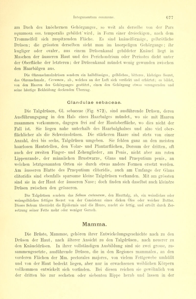 am Dach des knöchernen Gehörganges, so weit als derselbe von der Pars squamosa oss. temporalis gebildet'wird, in Form einer dreieckigen, nach dem Trommelfell sich zuspitzenden Fläche. Es sind knäuelförniige, gelbrötliche Drüsen; die grössten derselben sieht man im knorpeligen Gehörgange; ihr kngliger oder ovaler, aus einem Drüsenkanal gebildeter Knäuel liegt in Maschen der äusseren Haut und des Perichondrium oder Periostes dicht unter der Oberfläche der letzteren; der Drüsenkanal mündet wenig gewunden zwischen den Haarbälgen aus. Die Obrenscbraalzdrüsen sondern ein halbflüssiges, gelbliches, bitteres, klebriges Secret, das Ohrenschmalz, Cerumen, ab, welches an der Luft sich verdickt und erhärtet; es bildet, von den Haaren des Gebörganges gestützt, einen den Gehörgang etwas verengernden und seine häutige Bekleidung deckenden Überzug. Glandulae sebaceae. Die Talgdrüsen, Gl. sebaceae (Fig. 872), sind ausführende Drüsen, deren Ausführungsgang in den Hals eines Haarbalges mündet, wo sie mit Haaren zusammen vorkommen, dagegen frei auf der Hautoberfläche, wo dies nicht der Fall ist. Sie hegen nahe unterhalb des Haarbalghalses und also viel ober- flächlicher als die Schweissdrüsen. Die stärkeren Haare sind stets von einer Anzahl, drei bis sechs, Talgdrüsen umgeben. Sie fehlen ganz an den meisten haarlosen Hautstellen, den Volar- und Plantar flächen, Dorsum der dritten, oft auch der zweiten Finger- und Zehenglieder, am Penis, nicht aber am roten Lippenrande, der männhchen Brustwarze, Glans und Praeputium penis, an welchen letztgenannten Orten sie durch etwas andere Formen ersetzt werden. Am äusseren Blatte des Praeputium clitoridis, auch am Umfange der Glans clitoridis sind ebenfalls sparsame kleine Talgdrüsen vorhanden. Mit am grössten sind sie in der Haut der äusseren Nase; doch finden sich daselbst auch kleinöre Drüsen zwischen den grösseren. Die Talgdrüsen sondern das Sebum cutaneum, den Hauttalg, ab, ein weisslicbes oder weissgelbliches fettiges Secret von der Consistenz eines dicken Öles oder weicher Butter. Dieses Sebum überzieht die Epidermis und die Haare, macht sie fettig, und erteilt durch Zer- setzung seiner Fette mehr oder weniger Geruch. Mamma. Die Brüste, Mammae, gehören ihrer Entwickelungsgeschichte nach zu den Drüsen der Haut, nach älterer Ansicht zu den Talgdrüsen, nach neuerer zu den Knäueldrüsen. In ihrer vollständigen Ausbildung sind sie zwei grosse, zu- sammengesetzte, ausführende Drüsen, die in den Regiones mammales, an den vorderen Flächen der Mm. pectorales majores, von vielem Fettgewebe umhüllt und von der Haut bedeckt liegen, aber nur in erwachsenen weiblichen Körpern vollkommen entwickelt sich vorfinden. Bei diesen reichen sie gewöhnlich von der dritten bis zur sechsten oder siebenten Rippe herab und lassen in der