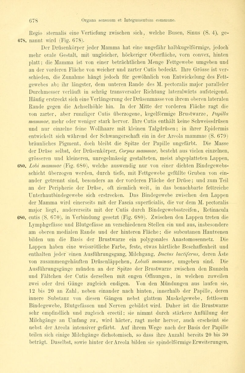Eegio sternalis eine Vertiefung zwischen sich, welche Busen, Sinus (S. 4), ge- 678. nannt wird (Fig. 678). Der Drüsenkörper jeder Mamma hat eine ungefähr halbkugelförmige, jedoch mehr ovale Gestalt, mit ungleicher, höckeriger Oberfläche, vorn convex, hinten platt; die Mamma ist von einer beträchtlichen Menge Fettgewebe umgeben und an der vorderen Fläche von weicher und zarter Cutis bedeckt. Ihre Grösse ist ver- schieden, die Zunahme hängt jedoch für gewöhnlich von Entwickelung des Fett- gewebes ab; ihr längster, dem unteren Rande des M. pectoralis major paralleler Durchmesser verläuft in schräg transversaler Richtung lateralwärts aufsteigend. Häufig erstreckt sich eine Verlängerung der Drüsenmasse von ihrem oberen lateralen Eande gegen die Achselhöhle hin. In der Mitte der vorderen Fläche ragt die von zarter, aber runzliger Cutis überzogene, kegelförmige Brustwarze, Papilla mammae, mehr oder weniger stark hervor. Ihre Cutis enthält keine Schweissdrüsen und nur einzelne feine Wollhaare mit kleinen Talgdrüsen; in ihrer Epidermis entwickelt sich während der Schwangerschaft ein in der Areola mammae (S. 679) bräunliches Pigment, doch bleibt die Spitze der Papille ungefärbt. Die Masse der Drüse selbst, der Drüsenkörper, Corpus mammae, besteht aus vielen einzelnen, grösseren und kleineren, unregelmässig gestalteten, meist abgeplatteten Lappen, 680. LoU mammae (Fig. 680), welche auswendig nur von einer dichten Bindegewebs- schicht überzogen werden, durch tiefe, mit Fettgewebe gefüllte Gruben von ein- ander getrennt sind, besonders an der vorderen Fläche der Drüse; und zum Teil an der Peripherie der Drüse, oft ziemhch weit, in das benachbarte fettreiche Unterhautbindegewebe sich erstrecken. Das Bindegewebe zwischen den Lappen der Mamma wird einerseits mit der Fascia superficialis, die vor dem M. pectoralis major liegt, andererseits mit der Cutis durch Bindegewebsstreifen, Retinacula 680. cutis (S. 670), in Verbindung gesetzt (Fig. 680). Zwischen den Lappen treten die L3Tnphgefässe und Blutgefässe an verschiedenen Steilen ein und aus, insbesondere am oberen medialen Rande und der hinteren Fläche; die subcutanen Hautvenen bilden um die Basis der Brustwarze ein polygonales Anastomosennetz. Die Lappen haben eine weissrötüche Farbe, feste, etwas härtliche Beschaffenheit und enthalten jeder 'einen Ausführungsgang, Milchgang, Ductus lacüferus, deren Äste von zusammengehäuften Drüseuläppchen, Lohuli mammae, umgeben sind. Die Ausführungsgänge münden an der Spitze der Brustwarze zwischen den Runzeln und Fältchen der Cutis derselben mit engen Öffnungen, in welchen zuweilen zwei oder drei Gänge zugleich endigen. Von den Mündungen aus laufen sie, 12 bis 20 an Zahl, neben einander nach hinten, innerhalb der Papille, deren innere Substanz von diesen Gängen nebst glattem Muskelgewebe, fettlosem Bindegewebe, Blutgefässen und Nerven gebildet wird. Daher ist die Brustwarze sehr empfindlich und zugleich erectil; sie nimmt durch stärkere Anfüllung der Milchgänge an Umfang zu, wird härter, ragt mehr hervor, auch erscheint sie nebst der Areola intensiver gefärbt. Auf ihrem Wege nach der Basis der Papille teilen sich einige Milchgänge dichotomisch, so dass ihre Anzahl bereits 20 bis 30 beträgt. Daselbst, sowie hinter der Areola bilden sie spindelförmige Erweiterungen,