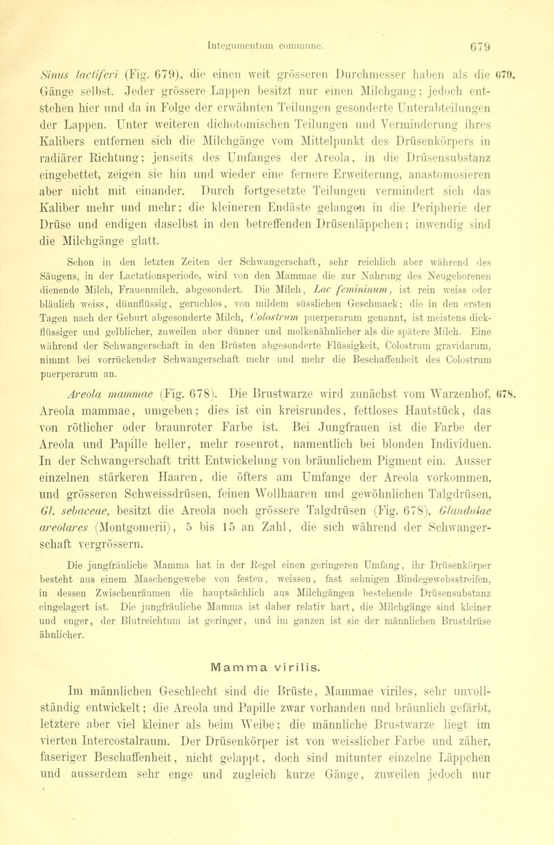 Sinus lactiferi (Fig. 679), die einen weit gTössoren Durchmesser lialjen als die «7«. Gänge selbst. Jeder grössere Lappen besitzt nur einen Milohgang; jedoch ent- stehen hier und da in Folge der erwähnten Teilungen gesonderte Unterabteilungen der Lappen. Unter weiteren dichotomischen Teilungen und Verminderung ihres Kalibers entfernen sich die Milchgänge vom Mittelpunkt des Drüsenkörpers in radiärer Richtung; jenseits des Umfanges der Areola, in die Drüsensubstanz eingebettet, zeigen sie hin und wieder eine fernere Erweiterung, anastomosieren aber nicht mit einander. Durch fortgesetzte Teilungen vermindert sich das Kaliber mehr und mehr; die kleineren Endäste gelangen in die Peripherie der Drüse und endigen daselbst in den betreifenden Drüsenläppchen; inwendig sind die Milchgänge glatt. Schon in den letzten Zeiten der Schwangerschaft, sehr reichlich aber während des Säugens, in der Lactationsperiode, wird von den Mammae die zur Nahrung des Neugeborenen dienende Milch, Frauenmilch, abgesondert. Die Milch, Lac femininum, ist rein weiss oder bläulich weiss, dünnflüssig, geruchlos, von mildem süsslichen Geschmack; die in den ersten Tagen nach der Geburt abgesonderte Milch, Colostrum puerjDerarum genannt, ist meistens dick- flüssiger und gelblicher, zuweilen aber dünner und molkenähnlicher als die spätere Milch. Eine während der Schwangerschaft in den Brüsten abgesonderte Flüssigkeit, Colostrum gravidarum, nimmt bei vorrückender Schwangerschaft mehr und mehr die Beschaffenheit des Colostrum puerperarum an. Areola mammae (Fig. 678). Die Brustwarze wird zunächst vom Warzenhof, 678. Areola mammae, umgeben; dies ist ein kreisrundes, fettloses Hautstück, das von rötlicher oder braunroter Farbe ist. Bei Jungfrauen ist die Farbe der Areola und Papille heller, mehr rosenrot, namentlich bei blonden Individuen. In der Schwangerschaft tritt Entwickelung von bräunlichem Pigment ein. Ausser einzelnen stärkeren Haaren, die öfters am Umfange der Areola vorkommen. und grösseren Schweissdrüsen, feinen Wollhaaren und gewöhnlichen Talgdrüsen, Gl. sebaceae, besitzt die Areola noch grössere Talgdrüsen (Fig. 678), Glandulae areolares (Montgomerii), 5 bis 15 an Zahl, die sich während der Schwanger- schaft vergrössern. Die jungfräuliche Mamma hat in der Eegel einen geringeren Umfang, ihr Drüsenkörper besteht aus einem Maschengewebe von festen, weissen, fast sehnigen Bindegewebsstreifen, in dessen Zwischenräumen die hauptsächlich aus Milchgängen bestehende Drüsensubstanz eingelagert ist. Die jungfräuliche Mamma ist daher relativ hart, die Milchgänge sind kleiner und enger, der Blutreichtum ist geringer, und im ganzen ist sie der männhchen Brustdrüse ähnlicher. Mamma vi rilis. Im männlichen Geschlecht sind die Brüste, Mammae viriles, sehr unvoll- ständig entwickelt; die Areola und Papille zwar vorhanden und bräunlich gefärbt, letztere aber viel kleiner als beim Weibe; die männhche Brustwarze liegt im vierten Intercostalraum. Der Drüsenkörper ist von weisslicher Farbe und zäher, faseriger Beschaffenheit, nicht gelappt, doch sind mitunter einzelne Läppchen und ausserdem sehr enge und zugleich kurze Gänge, zuweilen jedoch nur