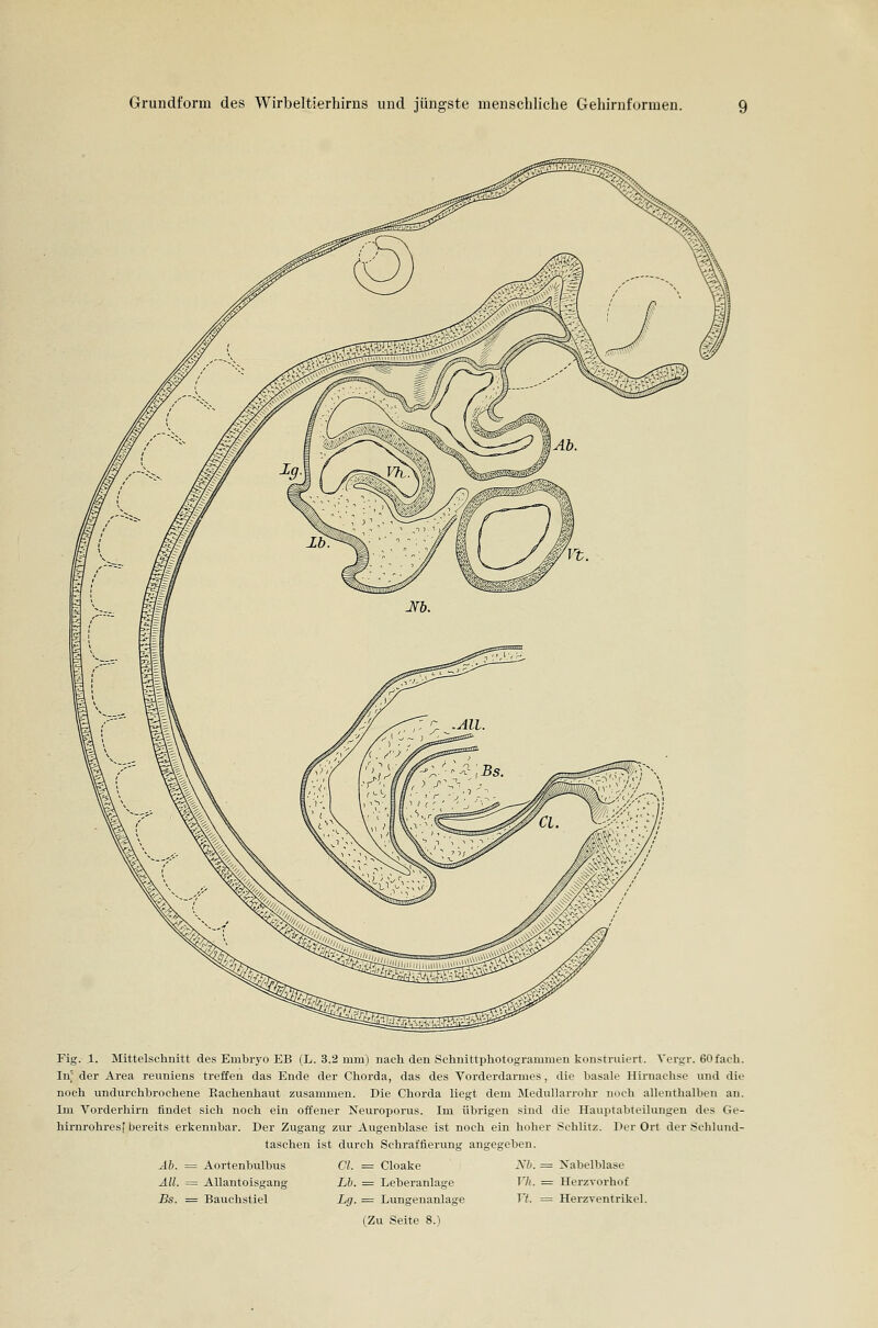 Grundform des Wirbeltierhirns und jüngste menschliche Gehirnformen. Fig. .1. Mittelschnitt des Embryo EB (L. 3.2 mm) nach den Scliuittphotogrammen konstruiert. Yergr. 60faeh. In^ der Area reuniens treffen das Ende der Chorda, das des Vorderdarmes, die basale Hirnachse und die noch undiirchbroehene Eachenhaut zusammen. Die Chorda liegt dem Medullarrohr noch allenthalben an. Im Vorderhirn findet sich noch ein offener Neuroporus. Im übrigen sind die Hauptabteilungen des Ge- hirnrohresf bereits erkennbar. Der Zugang zur Augenblase ist noch ein hoher Schlitz. Der Ort der Sehlund- taschen ist durch Schraffierung angegeben. Ab. = Aortenbulbus Cl. = Cloake Sb. = Xabelblase AU. = Allantoisgang Lb. = Leberanlage 17;. = Herzvorhof Bs. = Bauchstiel Lg. = Lungenanlage T7. = Herzventrikel. (Zu Seite 8.)