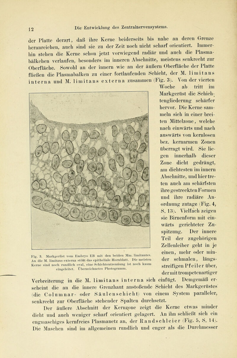 der Platte derart, daß ihre Kerne beiderseits bis nahe an deren Grenze heranreichen, auch sind sie zu der Zeit noch nicht scharf orientiert. Immer- hin stehen die Kerne schon jetzt vorwiegend radiär und auch die Plasma- bälkchen verlaufen, besonders im inneren Abschnitte, meistens senkrecht zur Oberfläche. Sowohl an der Innern wie an der äußern Oberfläche der Platte fließen die Plasmabalken zu einer fortlaufenden Schicht, der M. limitans interna und M. limitans externa zusammen (Fig. 3). Von der vierten Woche ab tritt im Markg-erüst die Schich- tengliederung schärfer hervor. Die Kerne sam- meln sich in einer brei- ten Mittelzone, welche nach einwärts und nach auswärts von kernlosen bez. kernarmen Zonen überragt wird. Sie lie- gen innerhalb dieser Zone dicht gedrängt, am dichtesten im Innern Abschnitte, und hier tre- ten auch am schärfsten ihre gestreckten Formen und ihre radiäre An- ordnung zutage (Fig. 4, S. 13). Vielfach zeigen sie Birnenform mit ein- r^ .^' \ ^^ 7A r \ :^ ^*>) vj ^ i ■~i L-''r -/O V- Ss^. Fig. 3. Markgerüst vom Embryo EB mit den beiden Mm. limitantes. An die M. limitans externa stöiJt das epitheliale Hornblatt. Die meisten Kerne sind noch rundlich oval, eine Schichtentrennuug ist noch kaum eingeleitet, tjberzeichnetes Photogramm. wärts gerichteter Zu- spitzung. Der innere Teil der zugehörigen Zellenleiber geht in je einen, mehr oder min- der schmalen, längs- streifigen Pfeiler über, der mit trompetenartiger Verbreiterung in die M. limitans interna sich einfügt. Demgemäß er- scheint die an die innere Grenzhaut anstoßende Schicht des Markgerüstes (die Columnar- oder Säulen schiebt) von einem System paralleler, senkrecht zur Oberfläche stehender Spalten durchsetzt. Der äußere Abschnitt der Kernzpne zeigt die Kerne etwas minder dicht und auch weniger scharf orientiert gelagert. An ihn schließt sich ein engmaschiges kernfreies Plasmanetz an, der Randschleier (Fig. 5, S. 14). Die Maschen sind im allgemeinen rundlich und enger als die Durchmesser