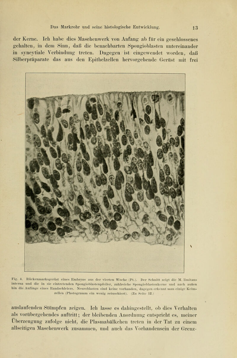der Kerne. Ich habe dies Maschenwerk von Anfang- ab für ein geschlossenes gehalten, in dem Sinn, daß die benachbarten Spongioblasten untereinander in syncytiale Verbindung treten. Dagegen ist eingewendet worden, daß Silberpräparate das aus den Epithelzellen hervorgehende Gerüst ndt frei Fig. 4. Eückenmarksgerüst eines Embryos aus der vierten Woche (Ft.). Der Schnitt zeigt die M. limitans interna imd die in sie eintretenden Spongioblastenpfeiler, zahlreiche Spongioblastenkerne imd nach außen hin die Anfänge eines Bandsehleiers. Neuroblasten sind keine vorhanden, dagegen erkennt man einige Keim- zellen (Photogramm ein wenig retuschiert). (Zu Seite 12.) auslaufenden Stümpfen zeigen. Ich lasse es dahingestellt, ob dies Verhalten als vorübergehendes auftritt; der bleibenden Anordnung entspricht es, meiner Überzeugung zufolge nicht, die Plasmabälkchen treten in der Tat zu einem allseitigen Maschenwerk zusammen, und auch das Vorhandensein der Grenz-