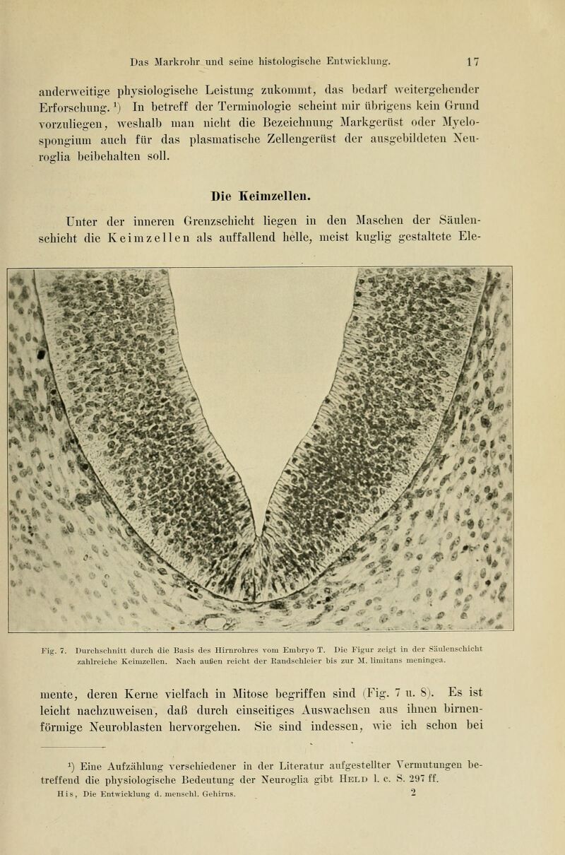 anderweitige physiologisclie Leistimg zukommt, das bedarf weitergebender Erforscbimg. ^) In betreff der Terminologie scbeint mir übrigens kein Grund vorzuliegen, wesbalb man nicht die Bezeichnung Markgerüst oder Myelo- spongium auch für das plasmatische Zellengerüst der ausgebildeten Neu- rofflia beibehalten soll. Die Keimzellen. Unter der inneren Grenzschicht liegen in den Maschen der Säulen- schicht die Keimzellen als auffallend helle, meist kuglig gestaltete Ele- Fig. 7. Durchschnitt durch die Basis des Hii-nrohres vom Embryo T. Die Figur zeigt in der Säidenschicht zahlreiche Keimzellen. Nach auiSen reicht der Eandschleier bis zur M. limitans meningea. mente, deren Kerne vielfach in Mitose begriffen sind (Fig. 7 u. S\ Es ist leicht nachzuweisen, daß durch einseitiges Auswachsen aus ihnen birnen- förmige Neuroblasten hervorgehen. Sie sind indessen, wie ich schon bei 1) Eine Aufzählung verschiedener in der Literatur aufgestellter Vermutungen be- treffend die physiologische Bedeutung der Neuroglia gibt Held 1. c. S. 297 ff. His, Die Entwicklung d. menschl. Gehirns. 2